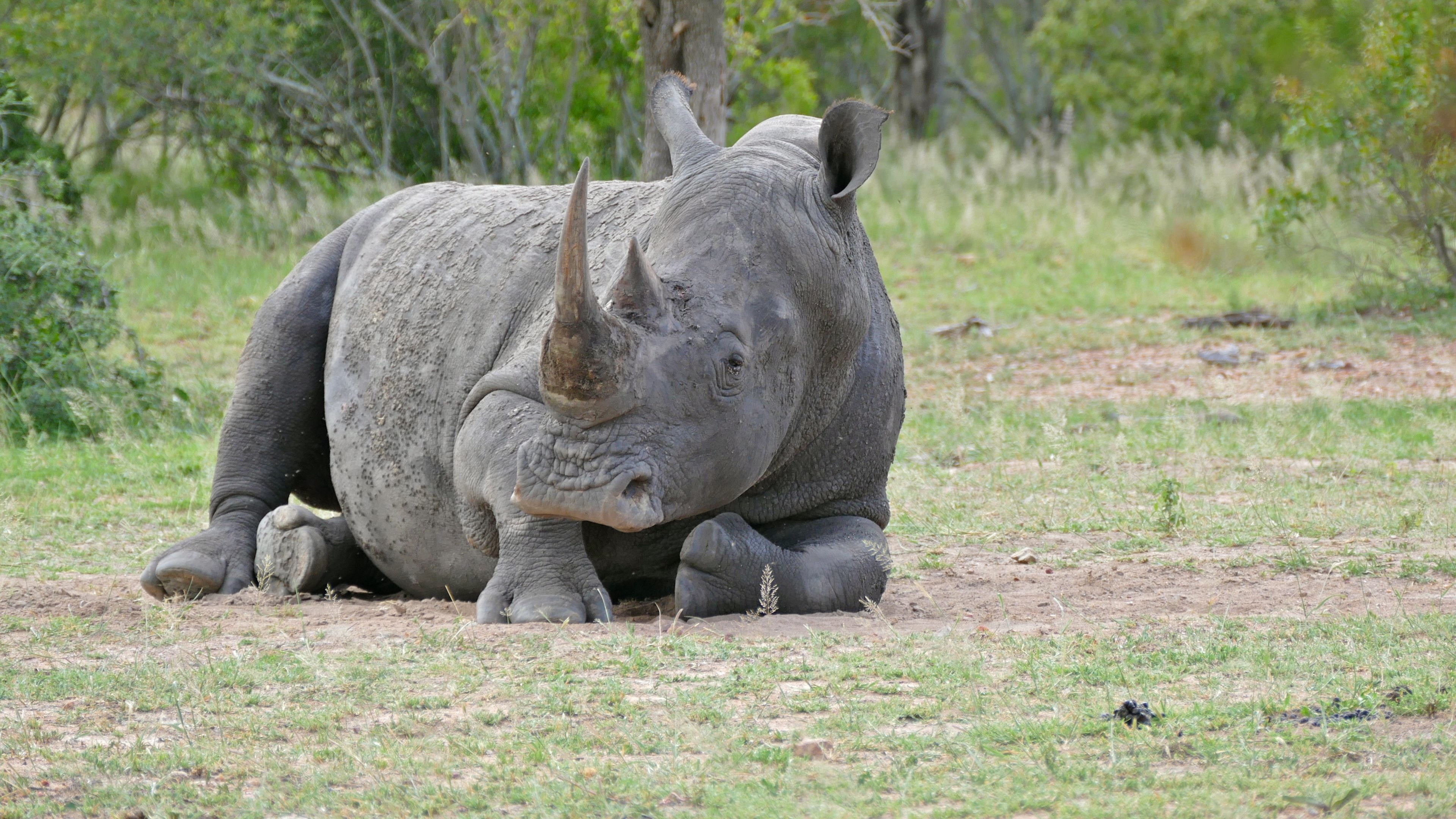 Multiple rhino wallpapers, Diverse rhino images, Rhino picture compilation, Rhino photo selection, 3840x2160 4K Desktop