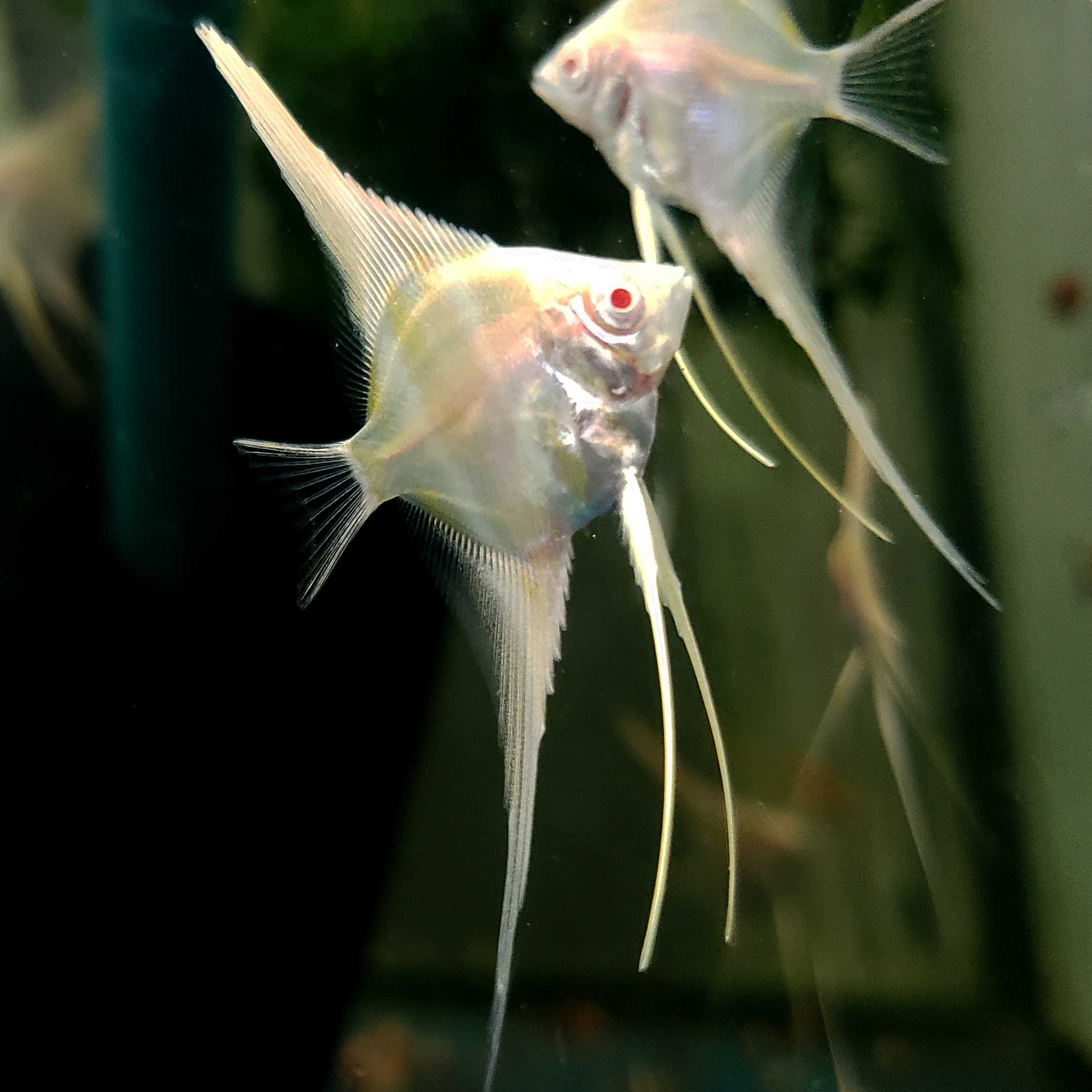 Angelfish, Albino Dantum, Sale, Angels, 2160x2160 HD Handy