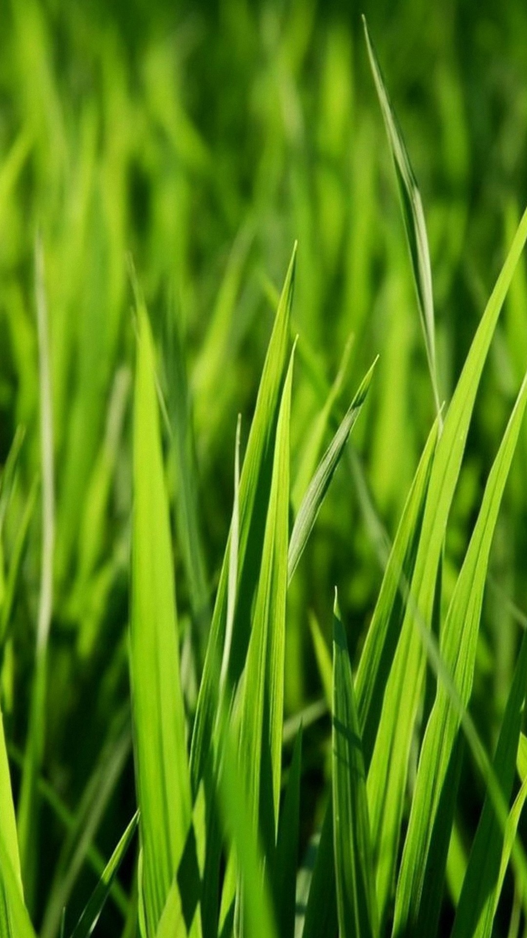 Grass wallpaper android, Android wallpapers, Green nature, Serene backdrop, 1080x1920 Full HD Handy