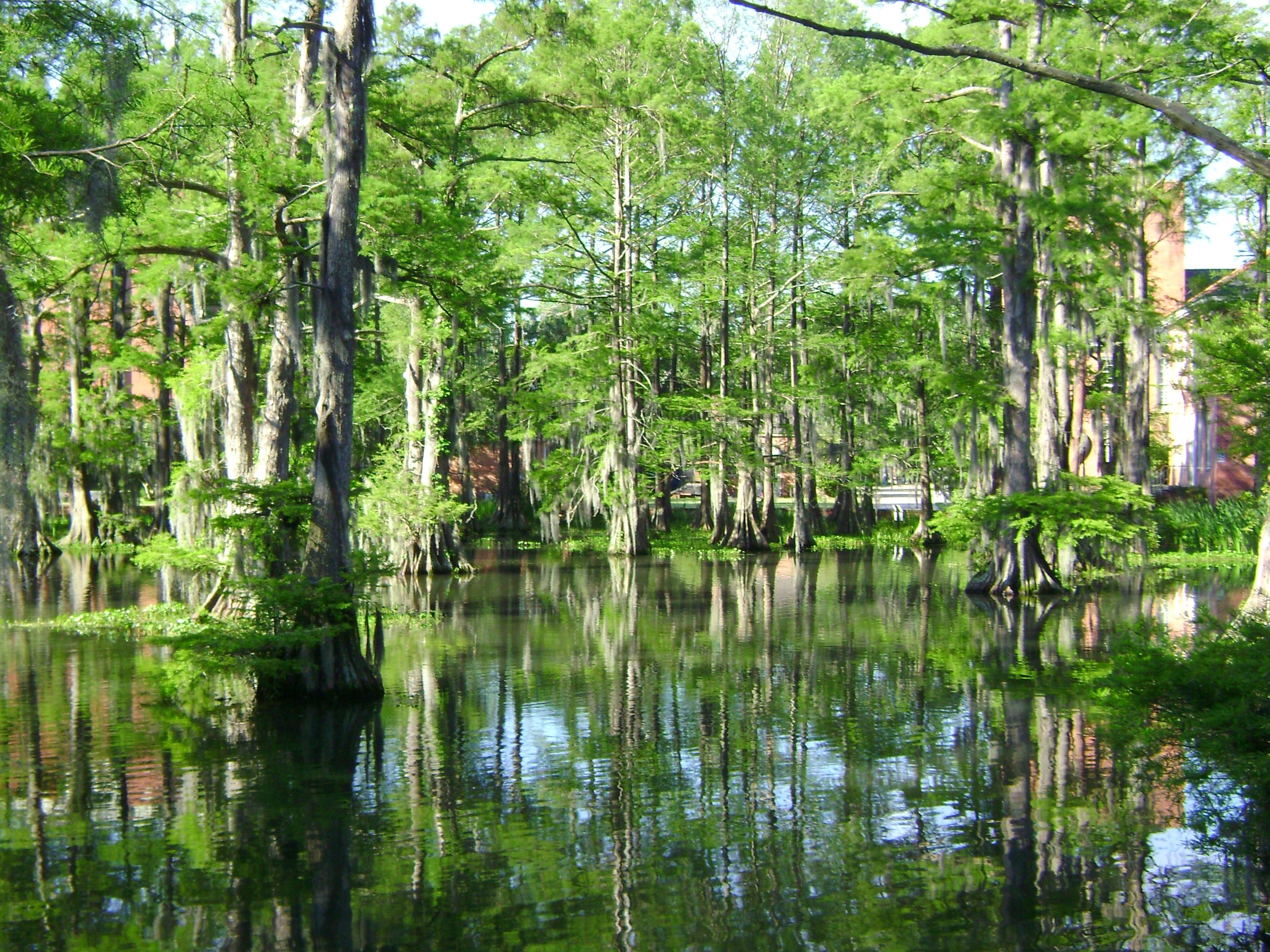 Louisiana travels, Earth HQ, Swamp pictures, 4K wallpapers, 2600x1950 HD Desktop
