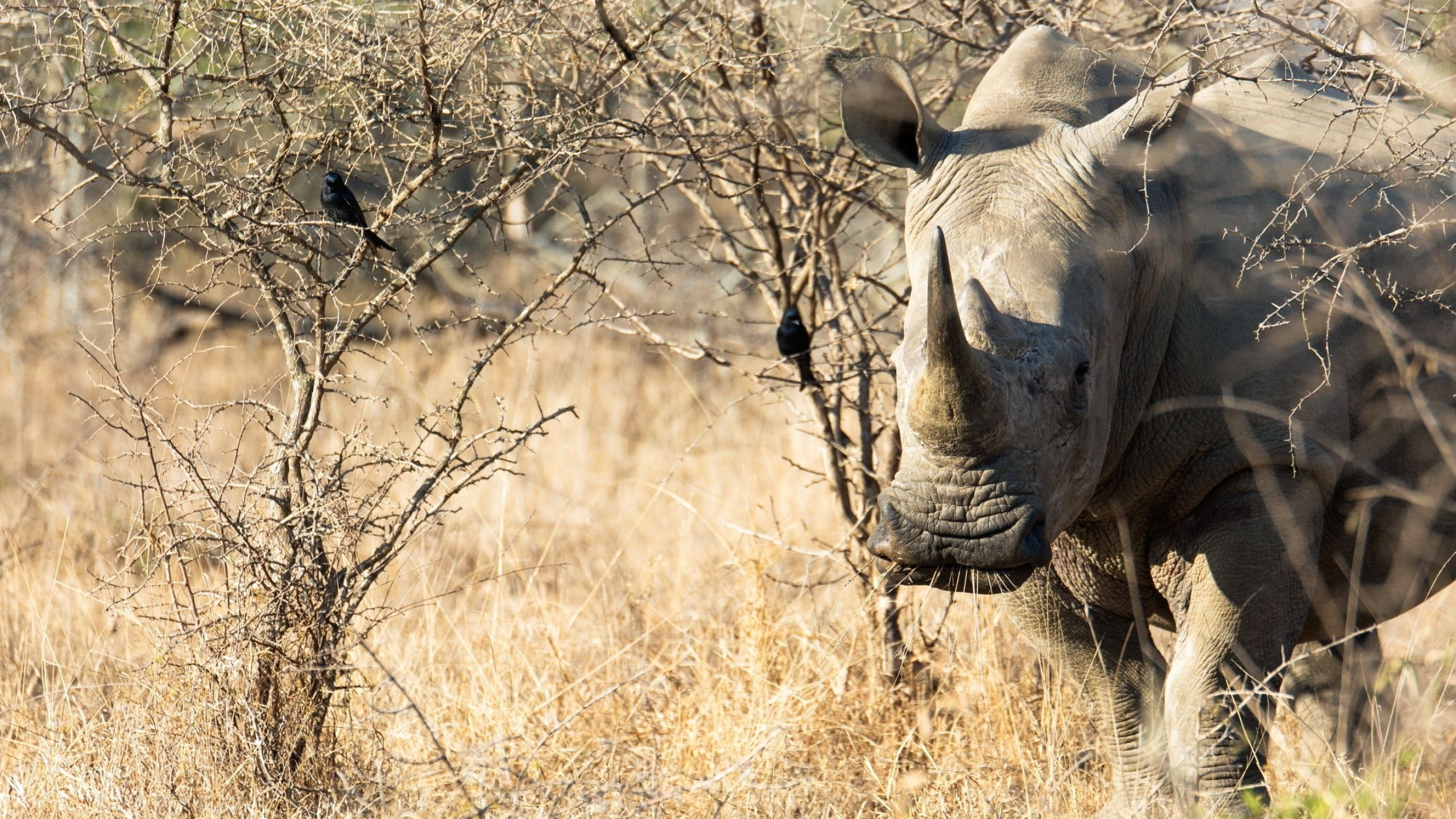 Rhino profile, Endangered species, Rare sighting, Conservation efforts, 2560x1440 HD Desktop