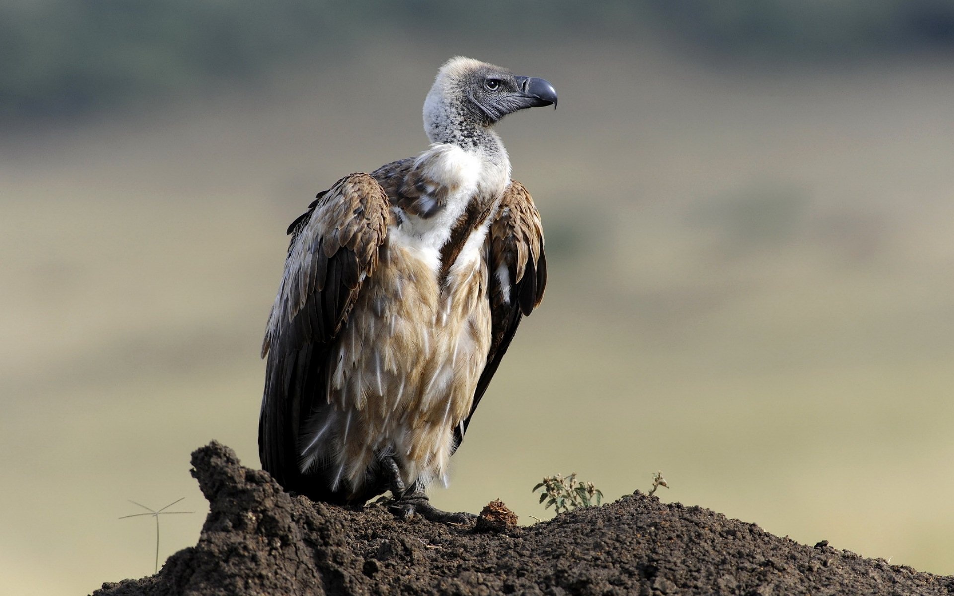 Griffon (Bird): The palm-nut vulture (Gypohierax angolensis) lives in western and central Africa. 1920x1200 HD Wallpaper.