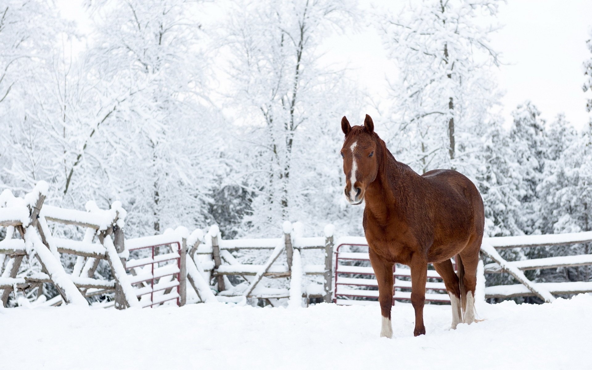 Winter's embrace, Horses in snow, Serene beauty, Tranquil wonder, 1920x1200 HD Desktop