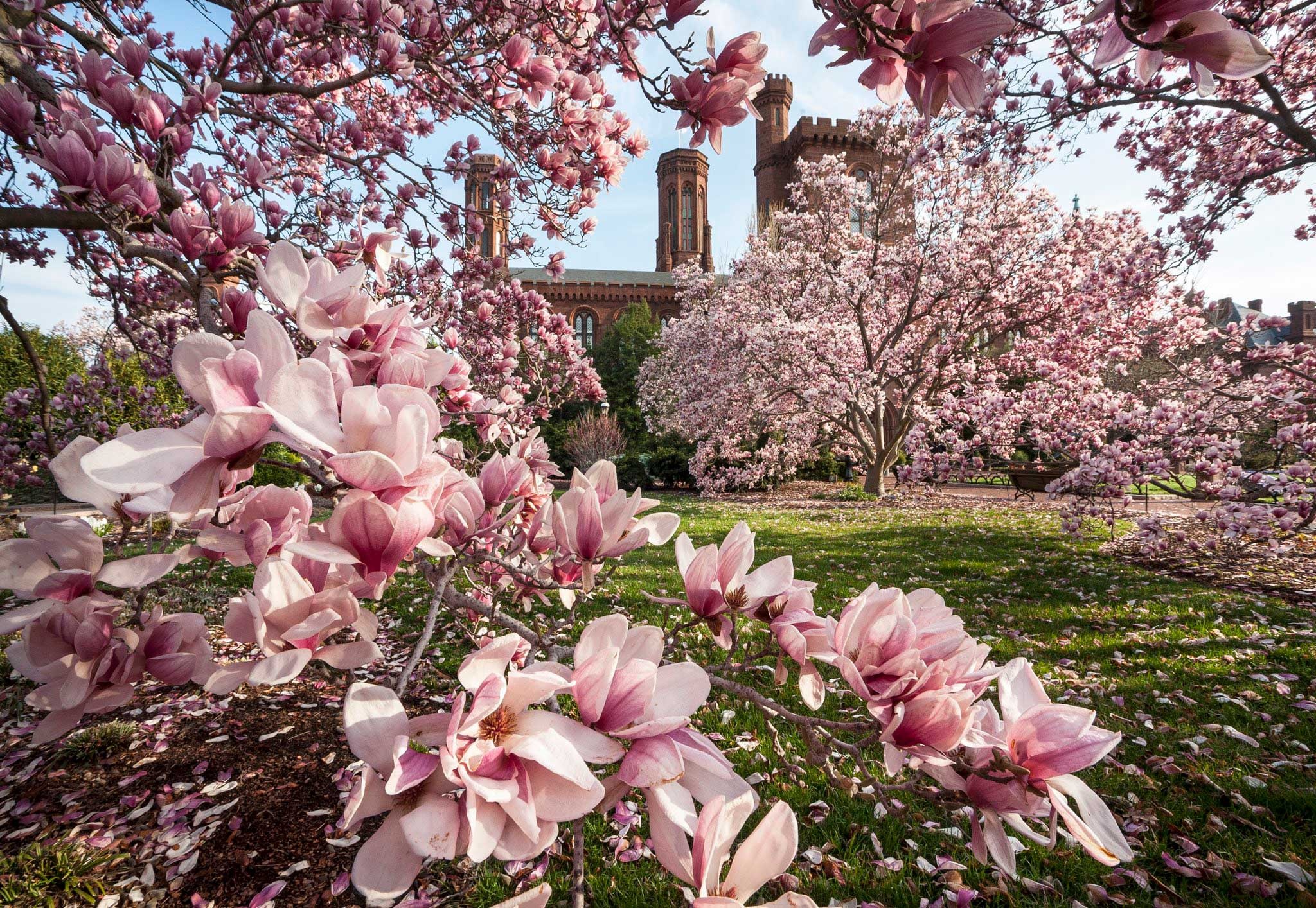 Cherry Blossoms, Saucer Magnolias, Smithsonian Institution, 2050x1420 HD Desktop