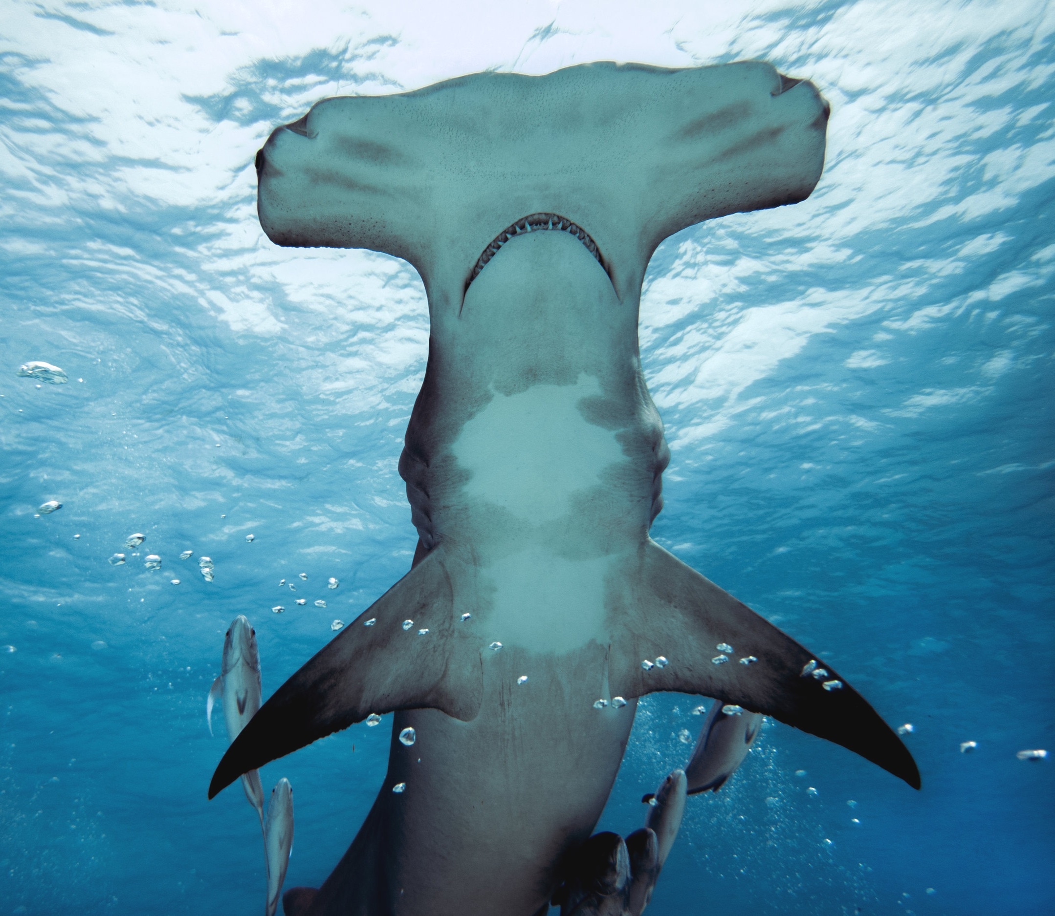 Hammerhead sharks, Bimini, Thrilling diving, Close encounters, 2160x1880 HD Desktop