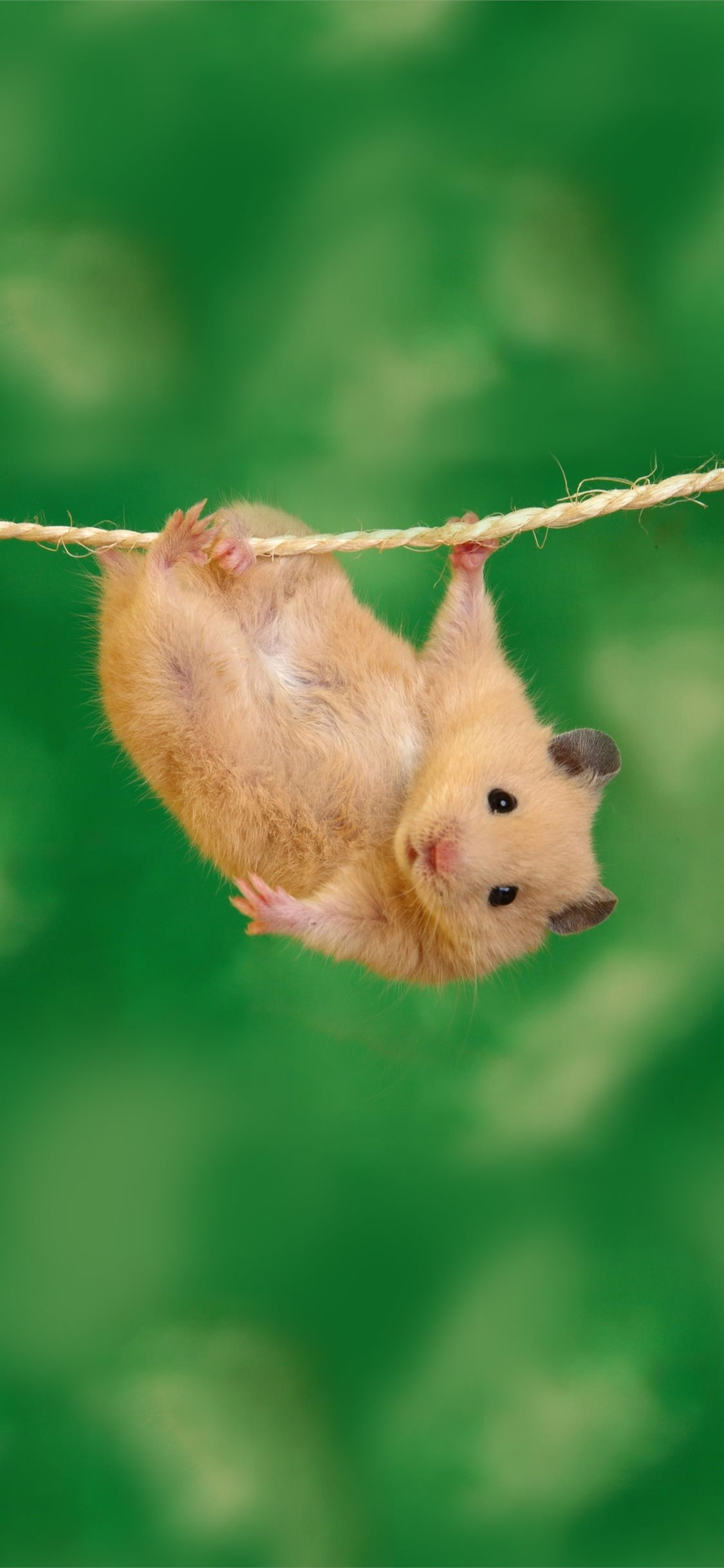 Hamster wallpapers for iPhone, Cute and fluffy, Adorable little pets, Whiskered cuties, 1130x2440 HD Phone