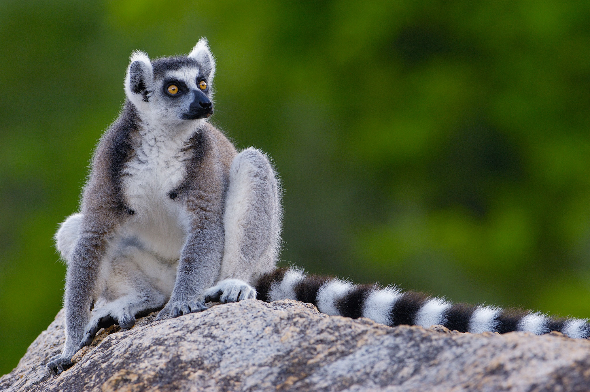 Lemur HQ wallpapers, Animal pictures, 4K nature images, Primate photography, 2050x1360 HD Desktop