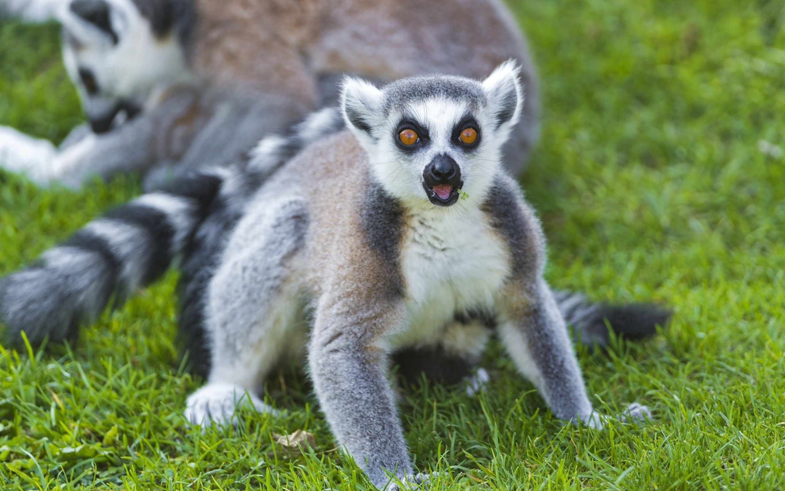 Ring Tailed Lemur, Madagascar's treasure, Primate wonder, Wildlife fascination, 2560x1600 HD Desktop