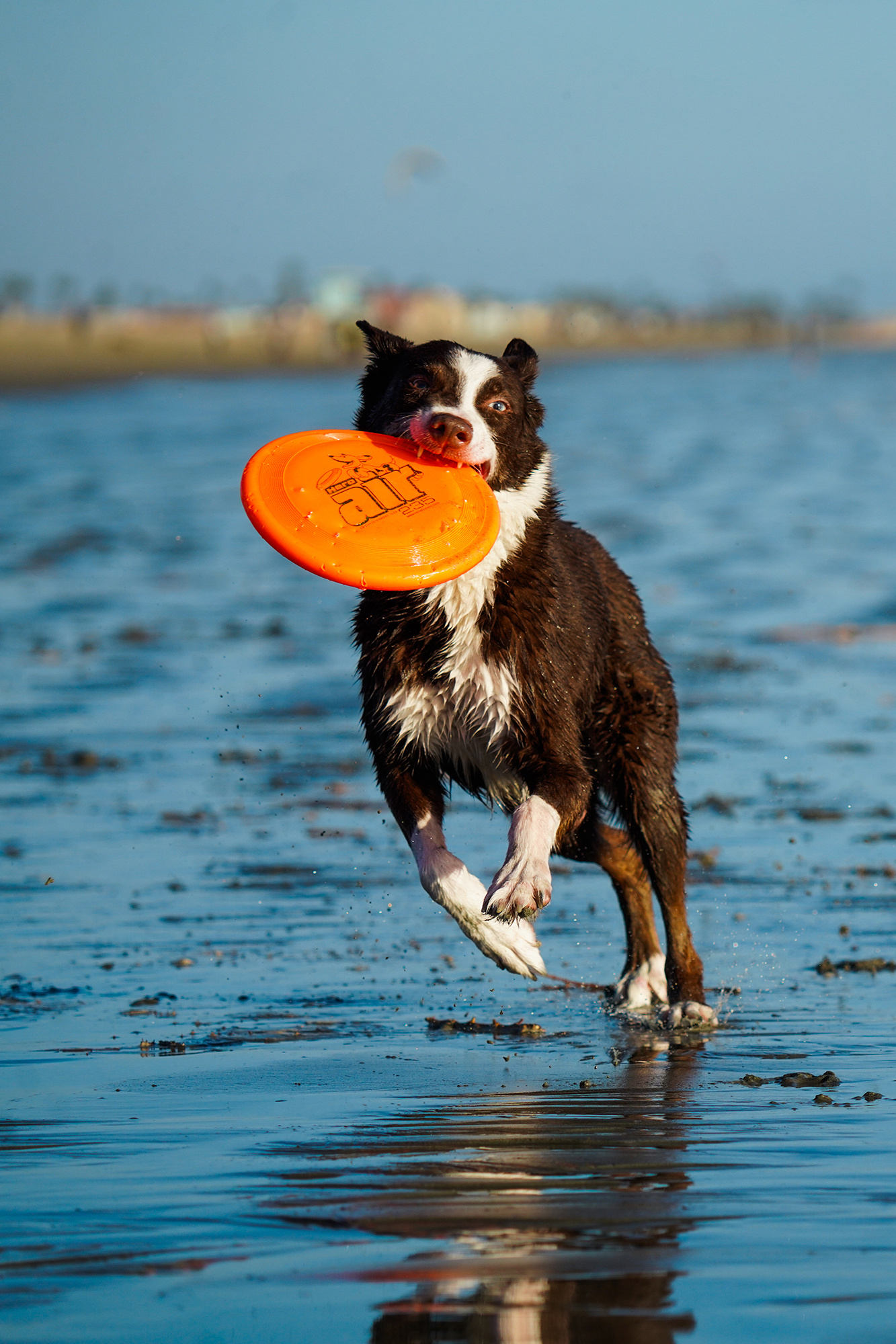 Photographing disc dog, Beach, Sigma 150 600mm, 1340x2000 HD Phone