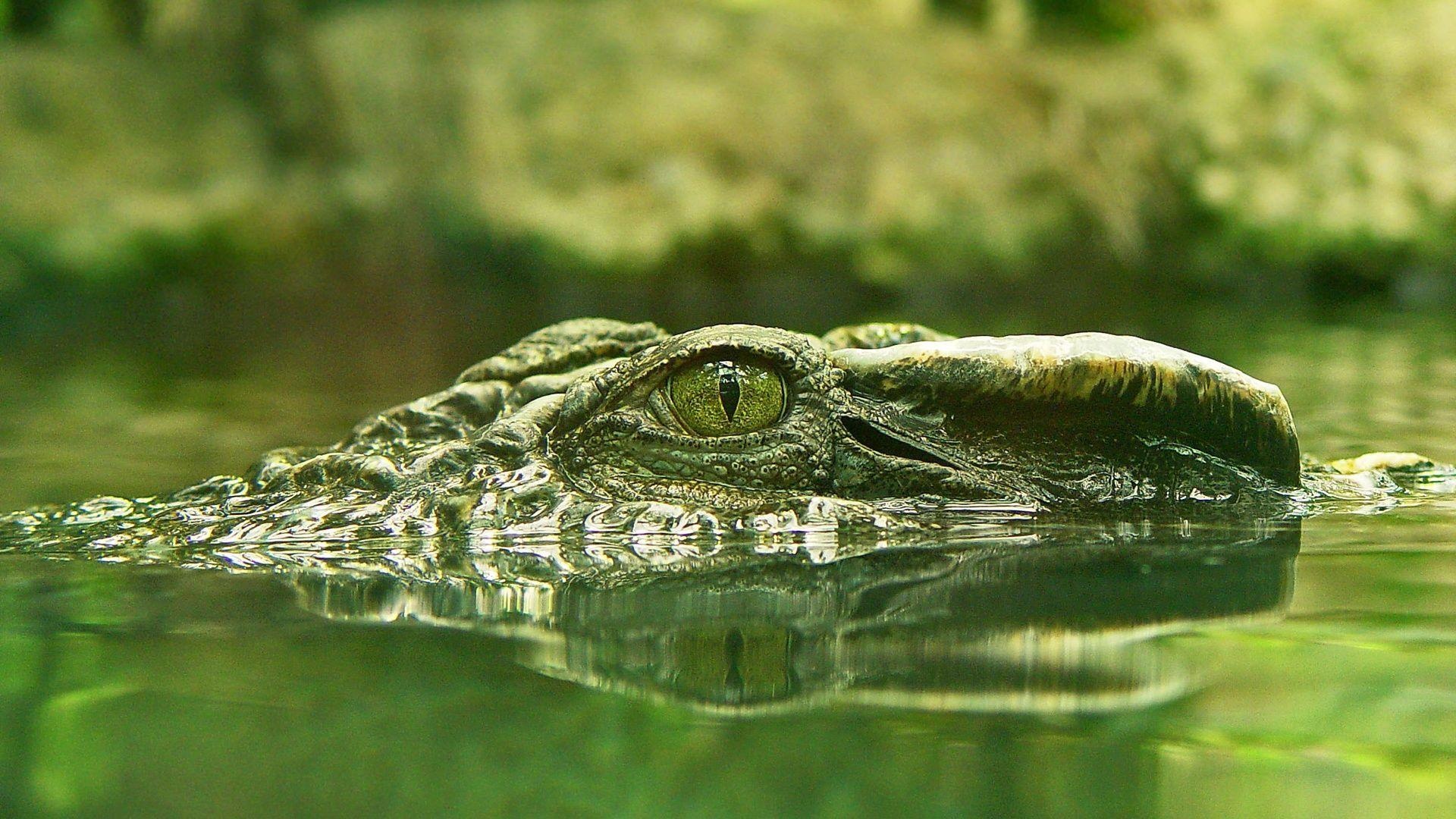 Crocodile: Semi-aquatic reptiles, Live in wetland areas, freshwater rivers or lakes, or saltwater. 1920x1080 Full HD Background.
