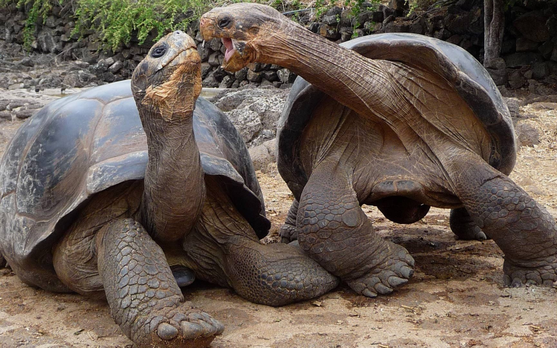 Aldabra giant tortoise, HD wallpaper, 1920x1200 HD Desktop