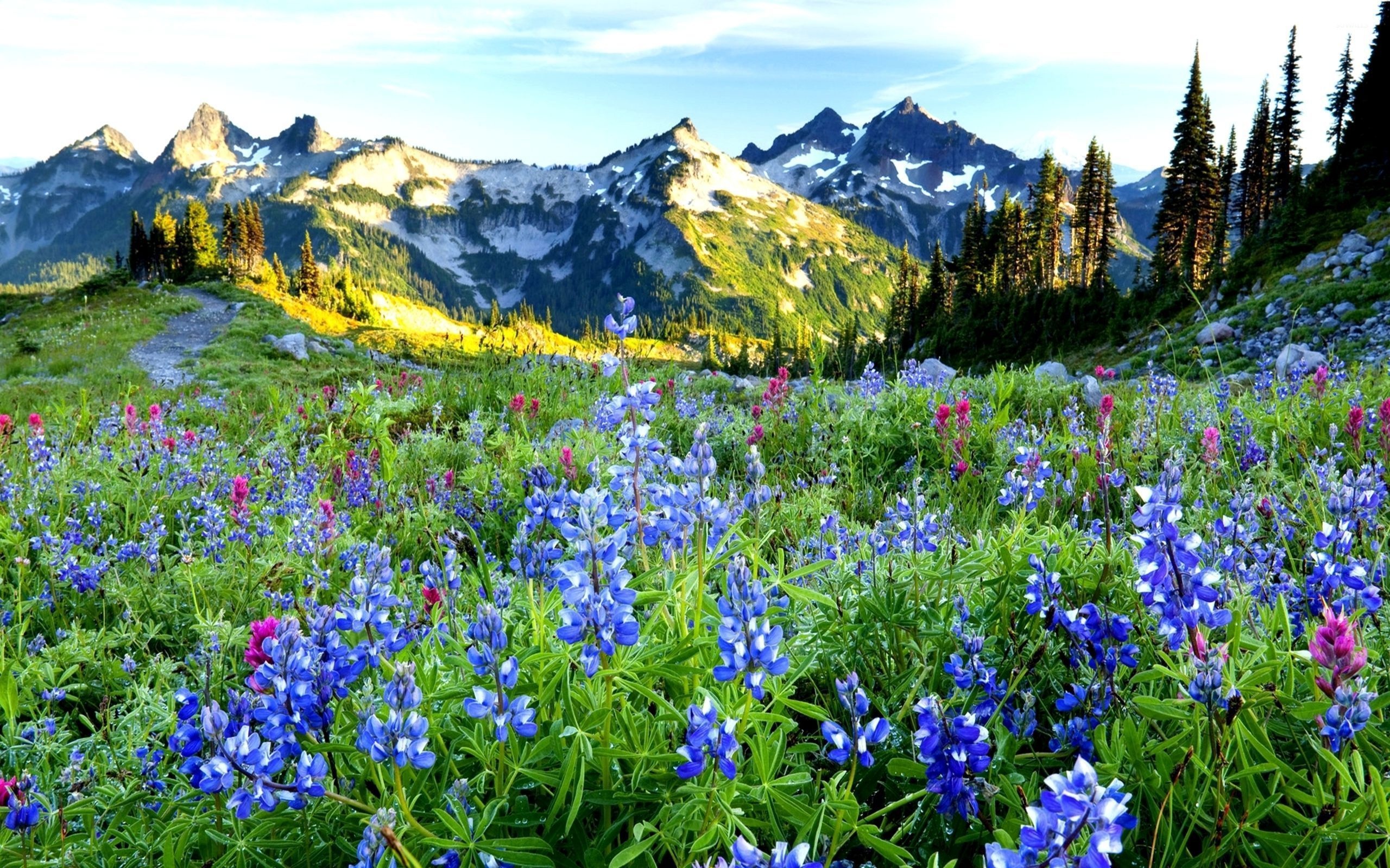 Bluebonnet, Snowy peaks, Nature wallpaper, Serene beauty, 2560x1600 HD Desktop