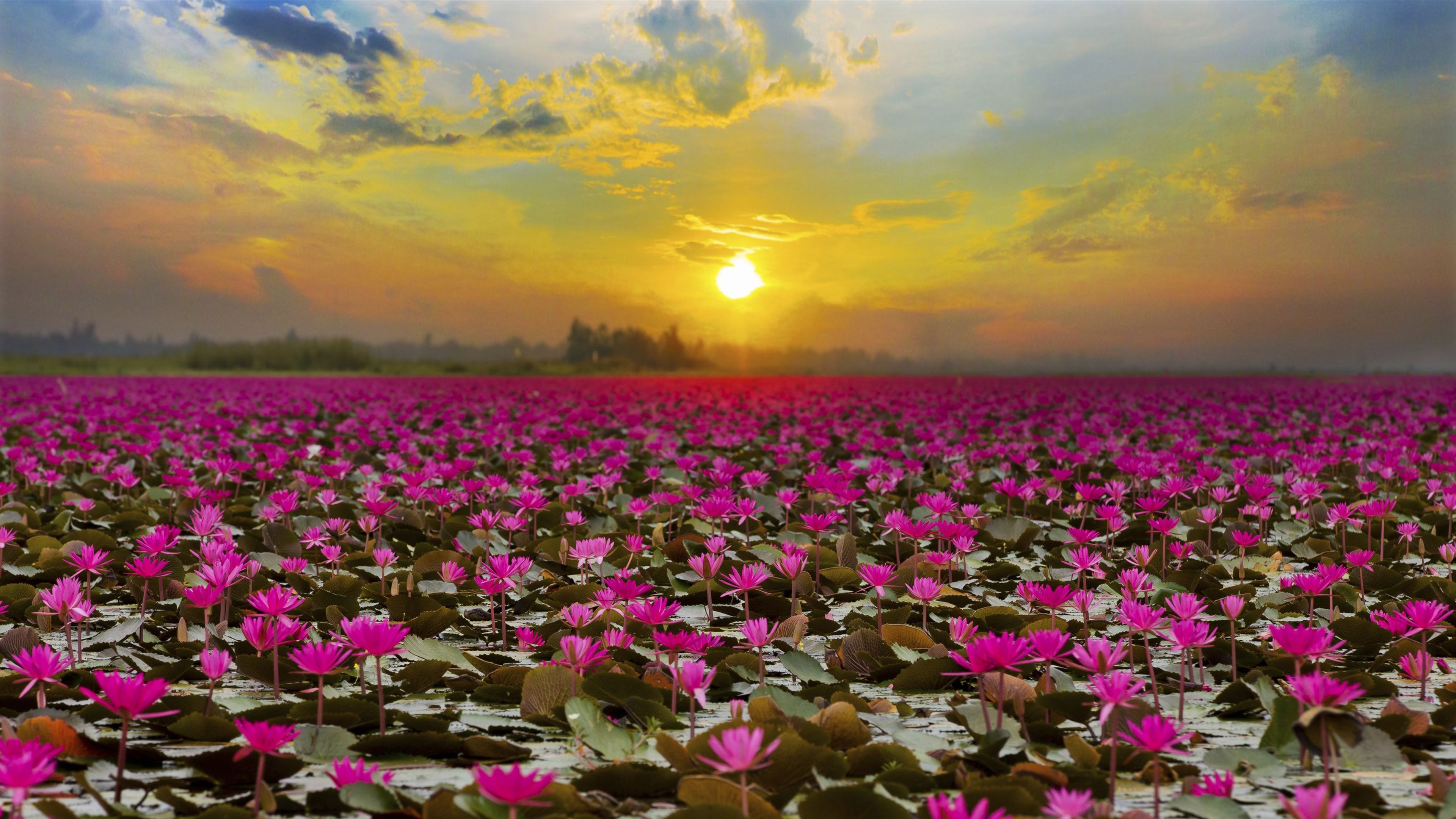 Lotus flower garden, 4K HD resolution, Majestic blooms, Breathtaking landscapes, 3840x2160 4K Desktop