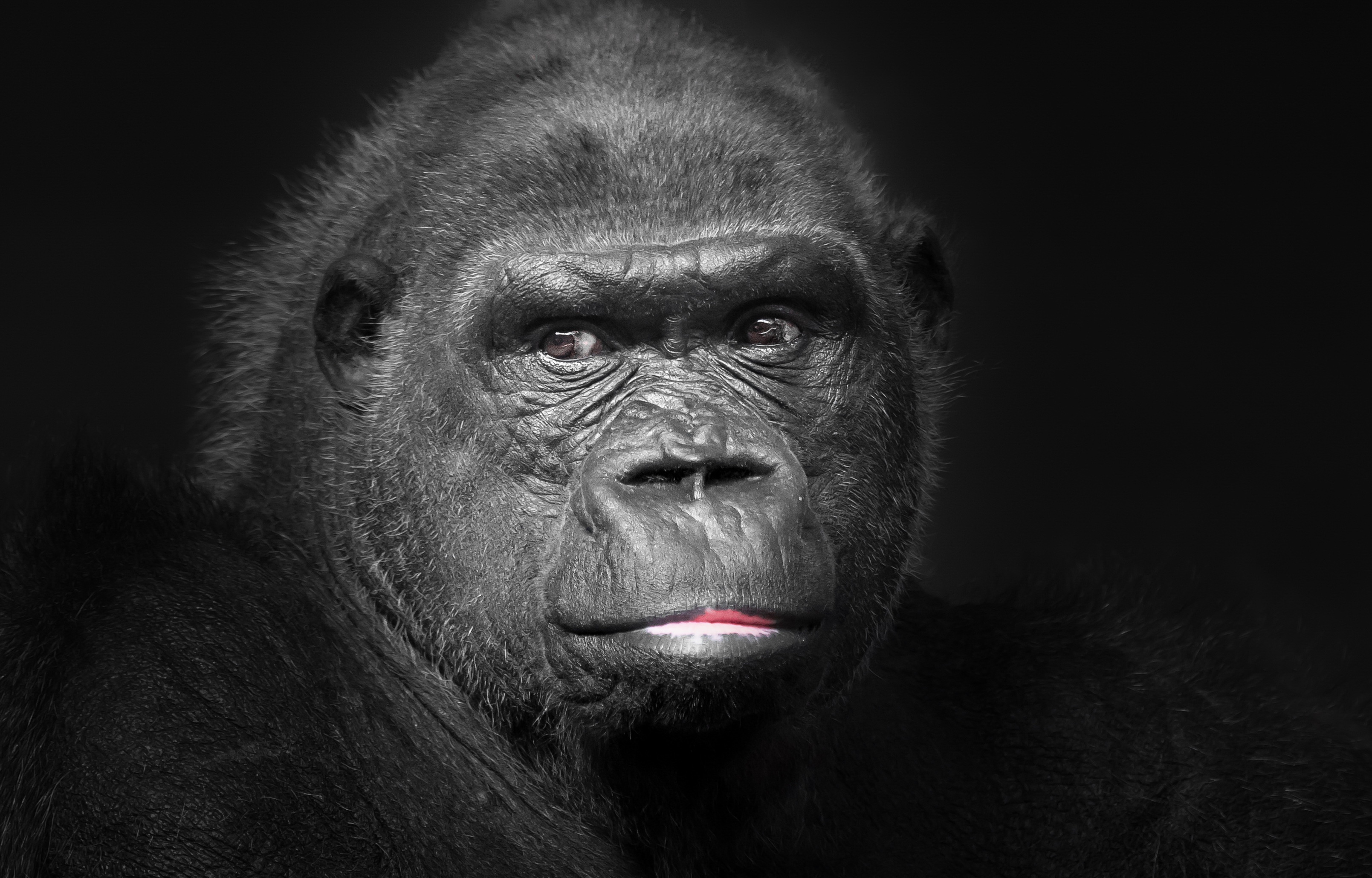 Powerful gorilla, Majestic creature, High-definition image, Natural habitat, 3220x2060 HD Desktop
