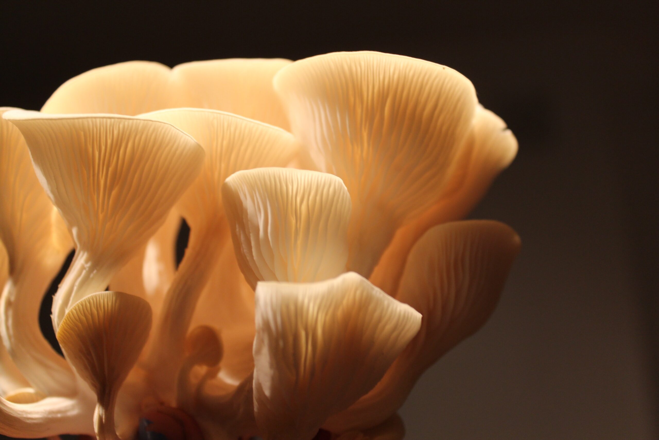 Harvesting oyster mushrooms, Optimal timing, Freshness indicators, Farm-to-table, 2560x1710 HD Desktop