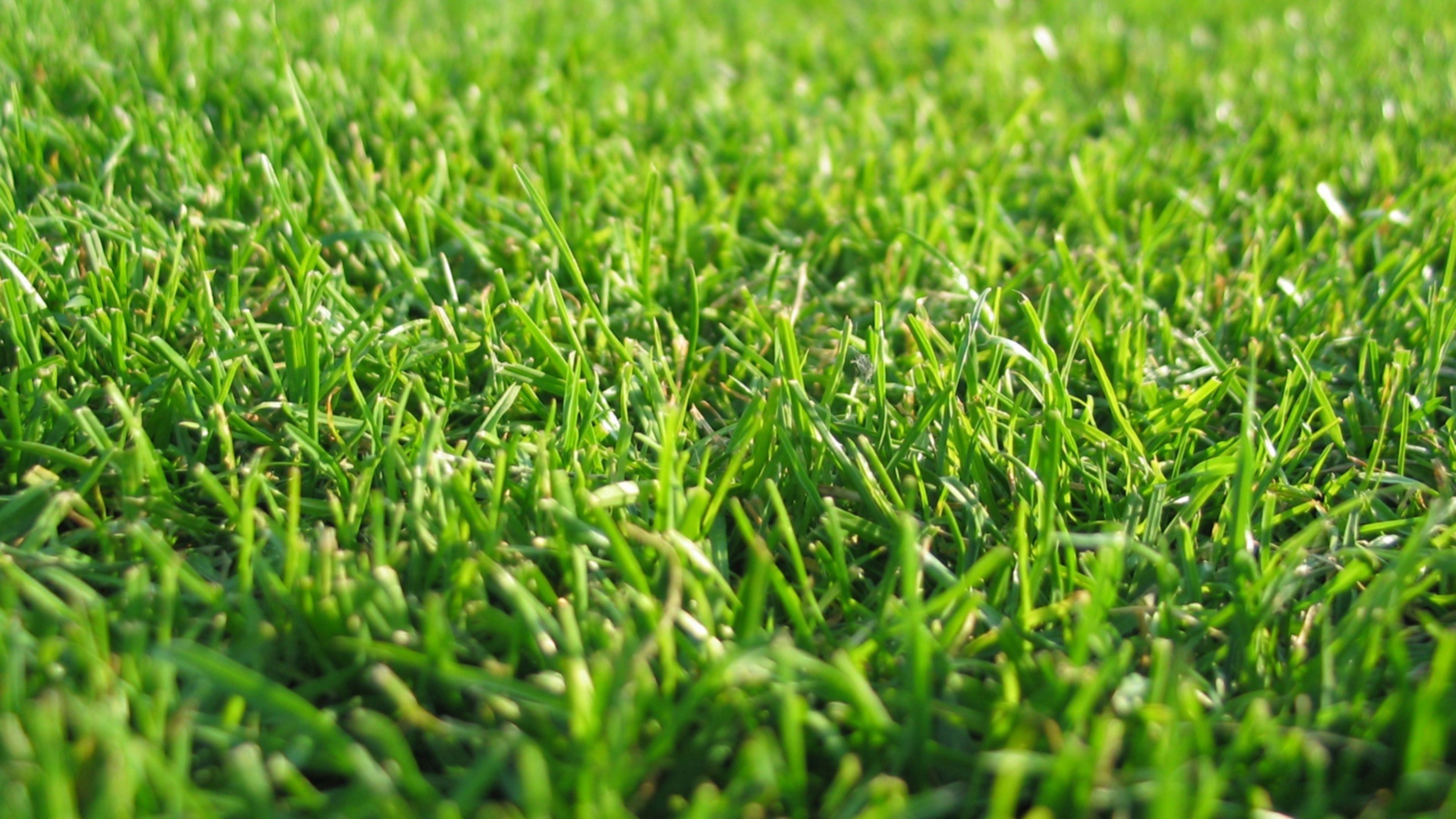 Download wallpaper grass lawn, Beautiful light, 4K Ultra HD, Stunning backdrop, 3840x2160 4K Desktop