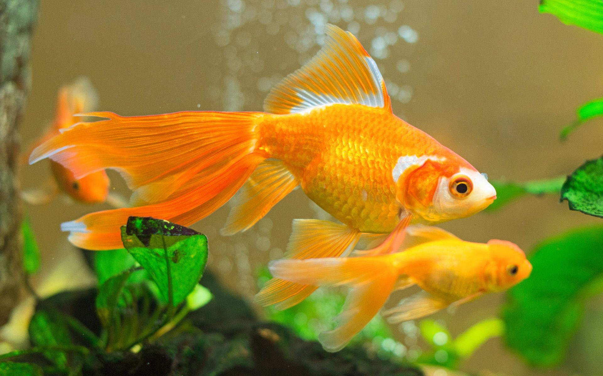 Goldfish: A domesticated version of a wild carp from east Asia. 1920x1200 HD Background.