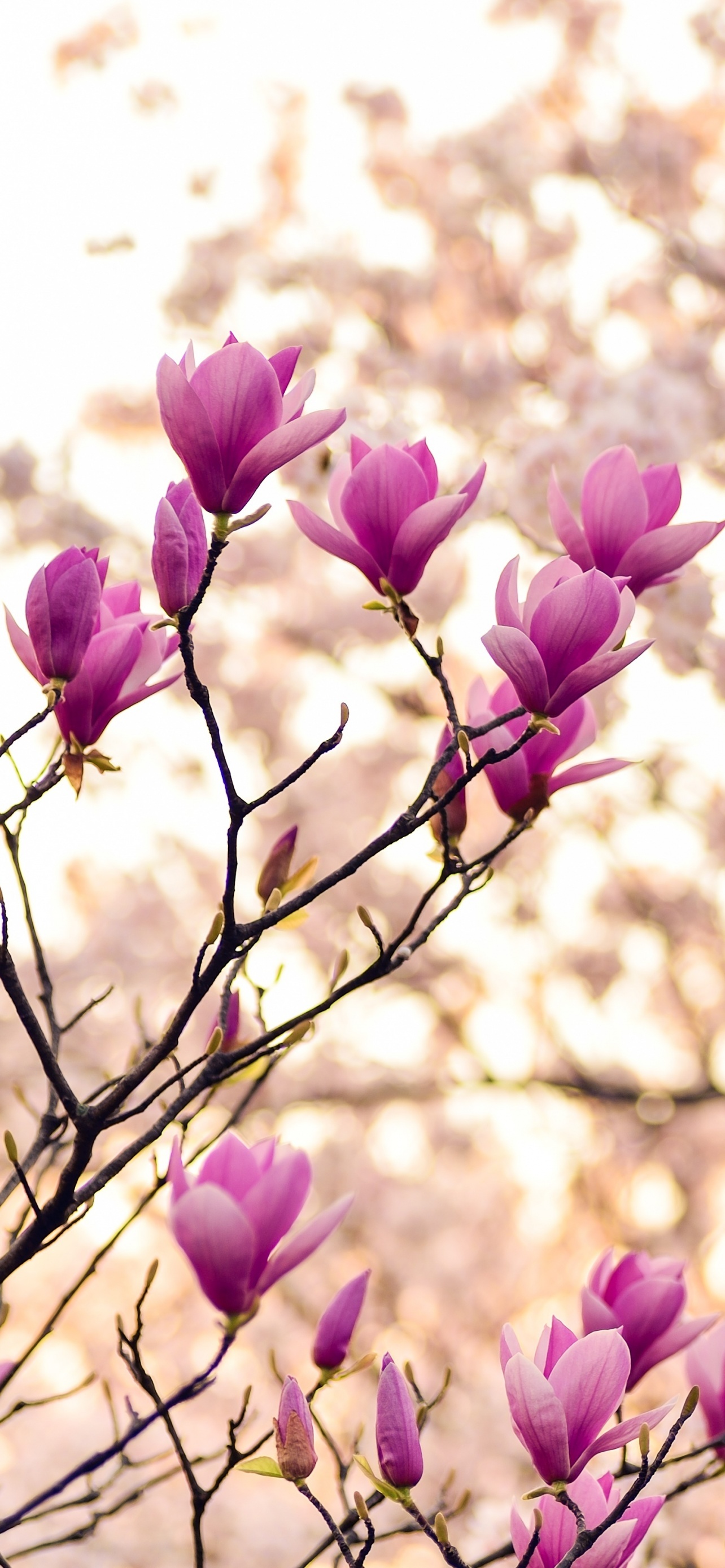 Purple magnolia blooms, Spring blossom beauty, Branches in bloom, Stunning flowers, 1290x2780 HD Handy