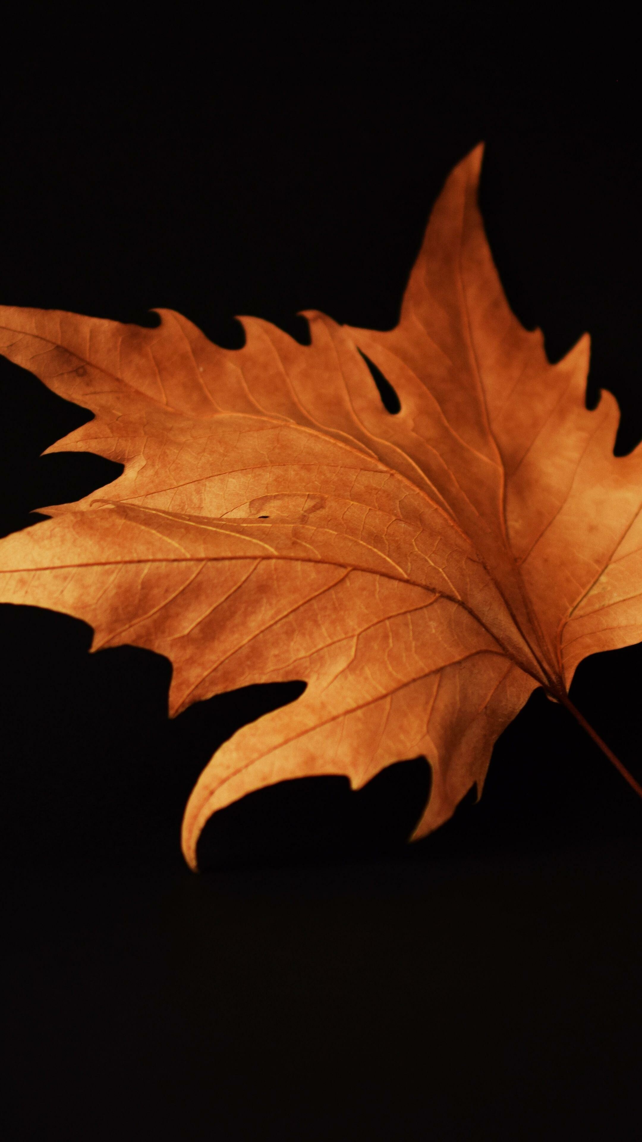 Leaves: Brown autumn leaf, A catabolic process of foliage senescence. 2160x3840 4K Wallpaper.