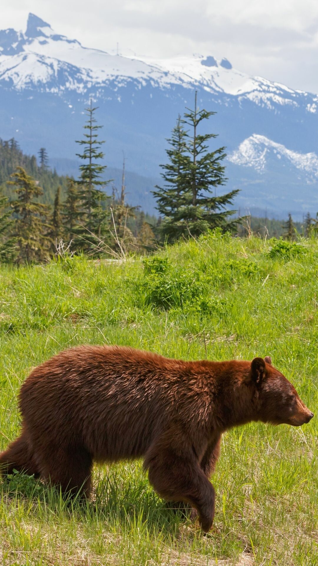 Bear: The second-largest land carnivore in North America, Animals. 1080x1920 Full HD Background.