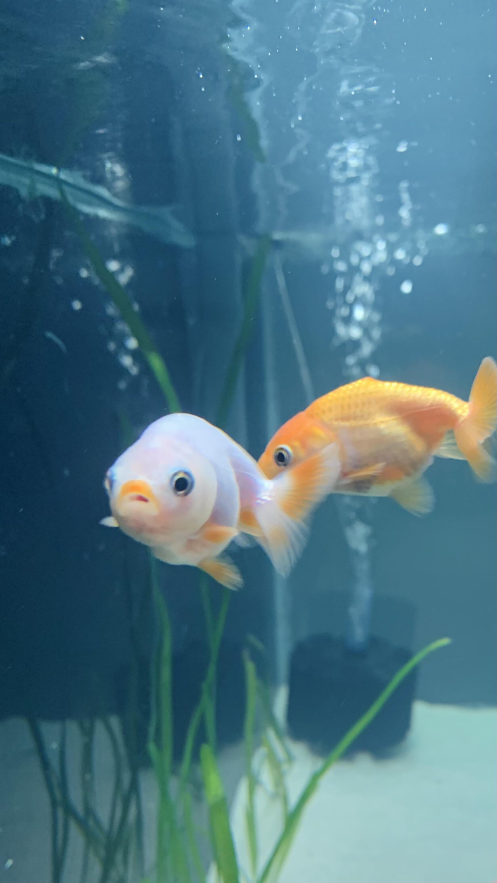 Gold Fish: Ranchu, Receptacle for maintaining aquatic organisms, Slow swimmers, Lionhead Ranchu. 1730x3070 HD Background.