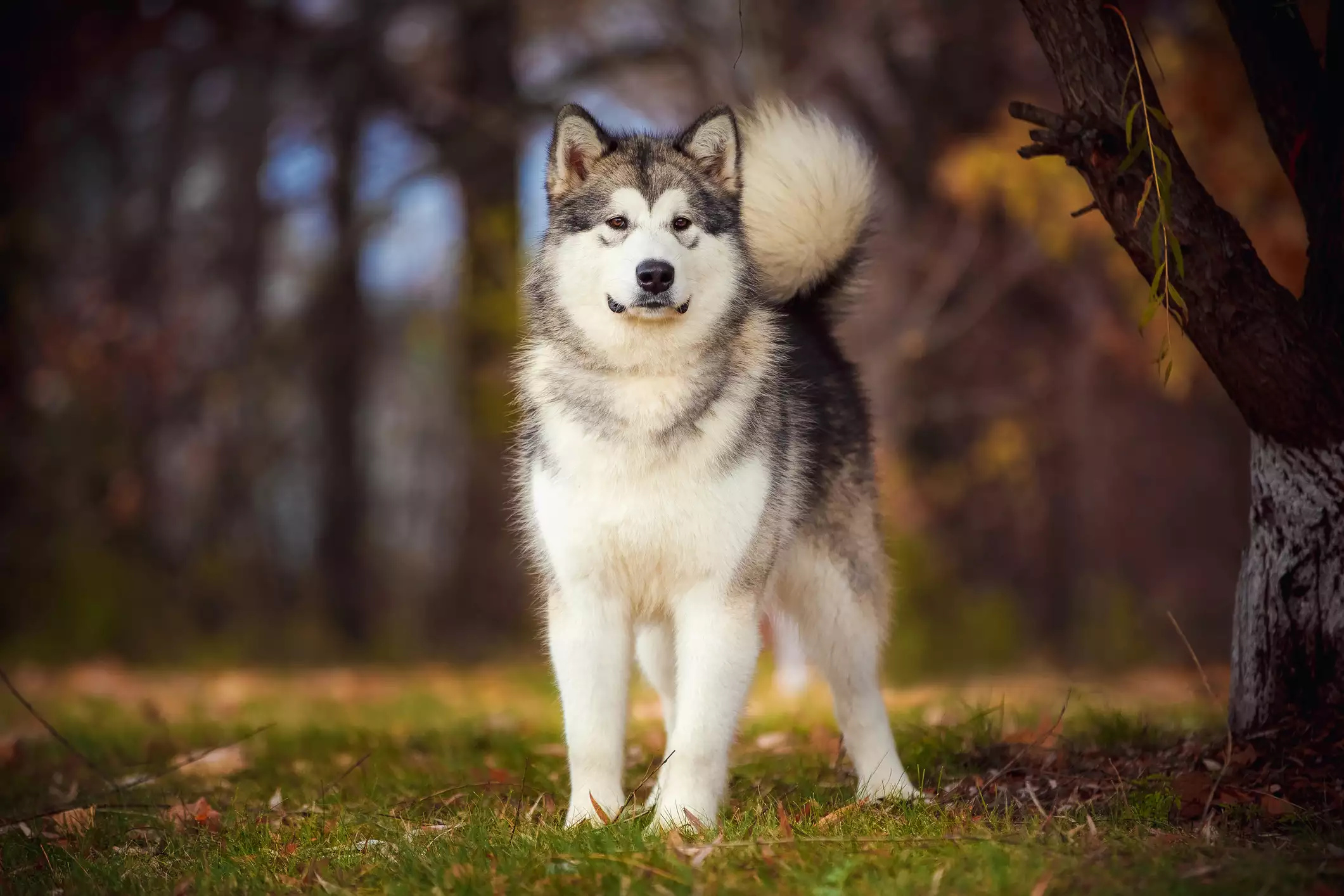 Fantastic dog breeds, Alaska's pride, Point pet, Majestic huskies, 2130x1420 HD Desktop