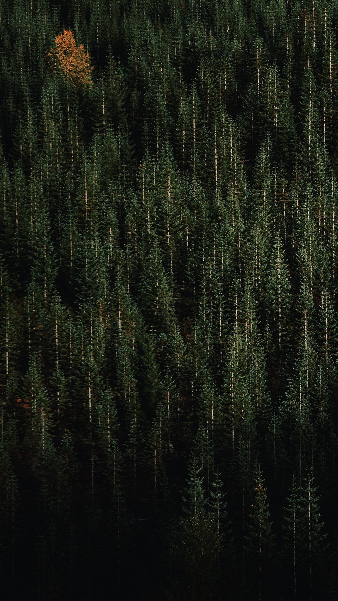 Cedar Tree, Evergreen iPhone wallpaper, Nature's serenity, Chopped and screwed, 1160x2050 HD Handy