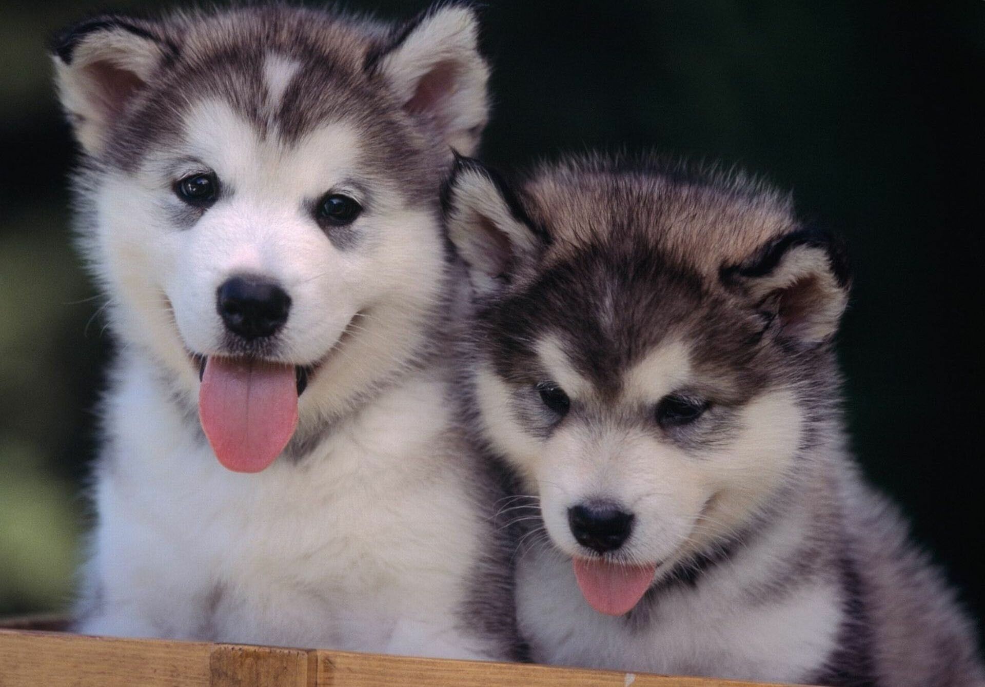 Cute Husky puppies in 4K HD, Adorable charm, Heartwarming backgrounds, Puppy love, 1920x1340 HD Desktop