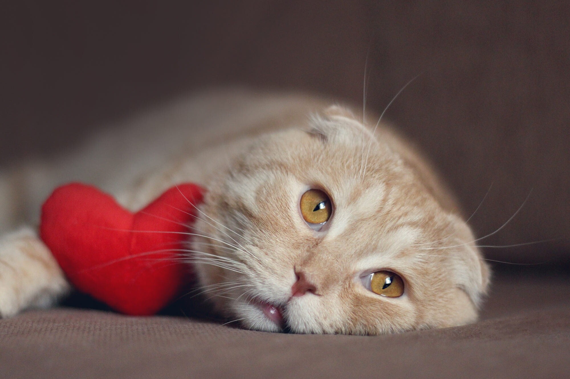 Scottish Fold: This breed has a roundness about it to begin with and she should not become overweight. 2000x1340 HD Background.