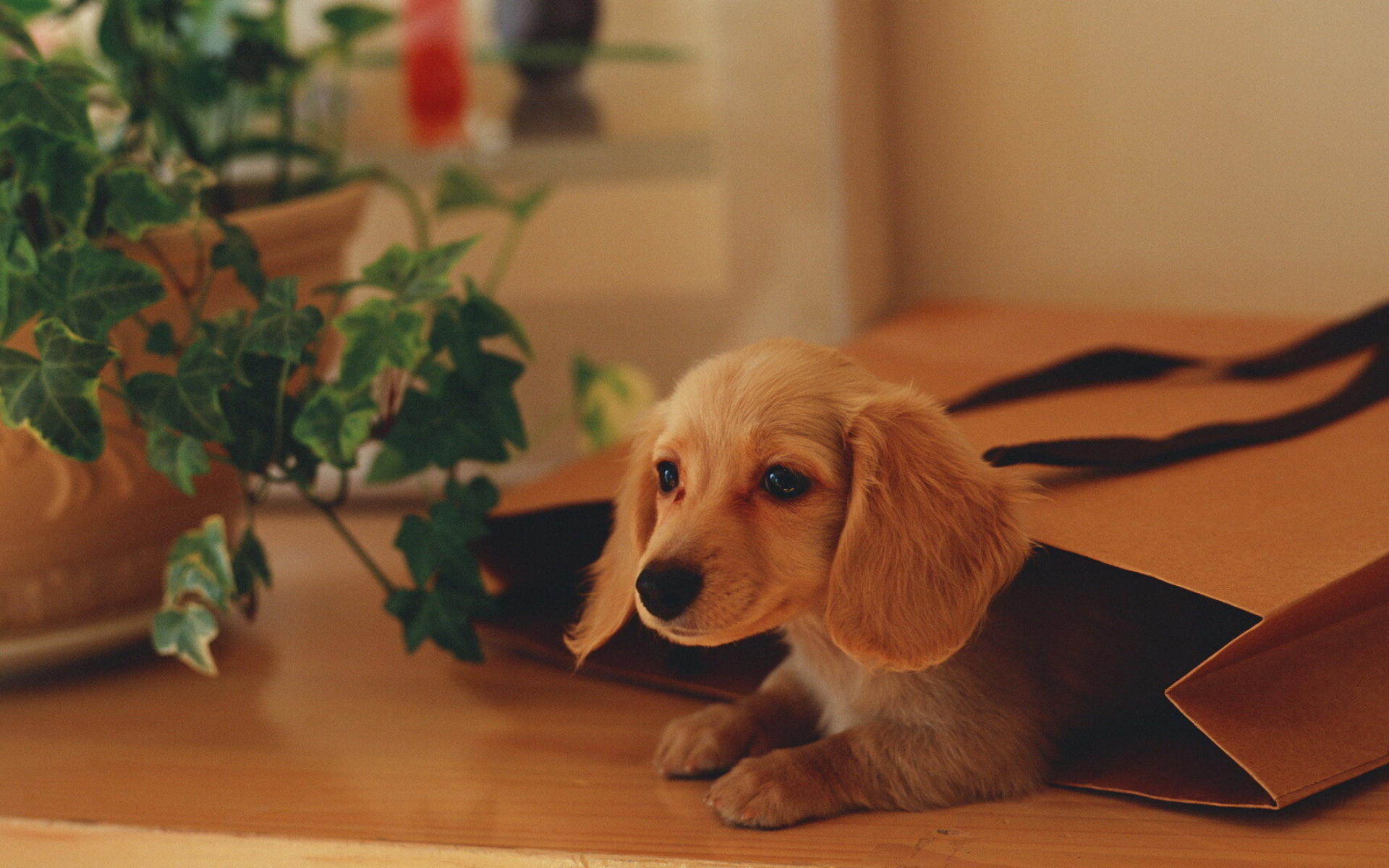 Puppy: Dachshund, A baby dog, Domesticated carnivorous mammal. 1920x1200 HD Wallpaper.