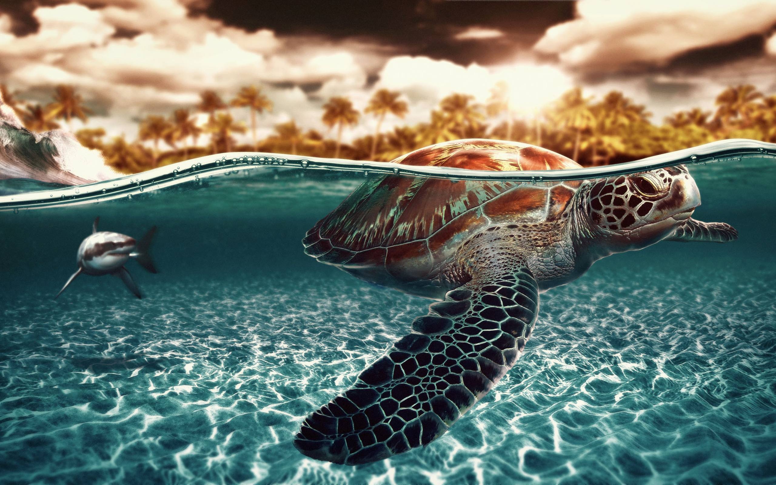 Sea turtle grace, Stunning animal wallpapers, Ethan Thompson's collection, Aquatic charm, 2560x1600 HD Desktop