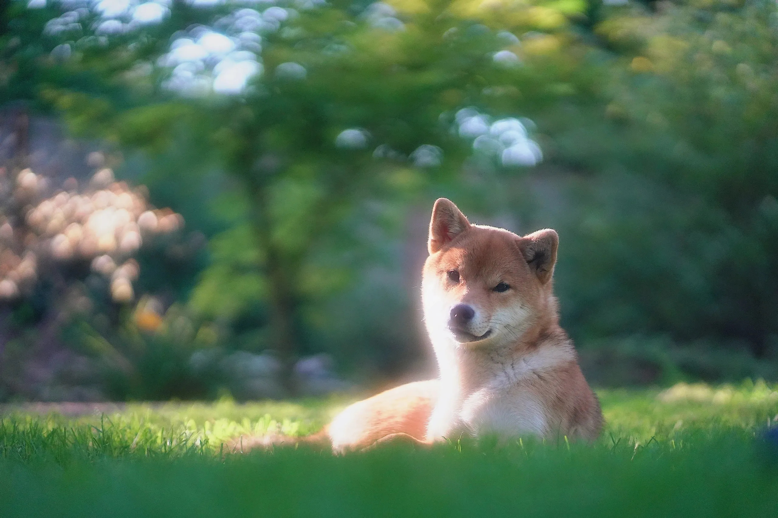 Masakado Shiba Breeder, Shiba Inu, Hokkaido Ken, Caring for Japanese breeds, 2560x1710 HD Desktop
