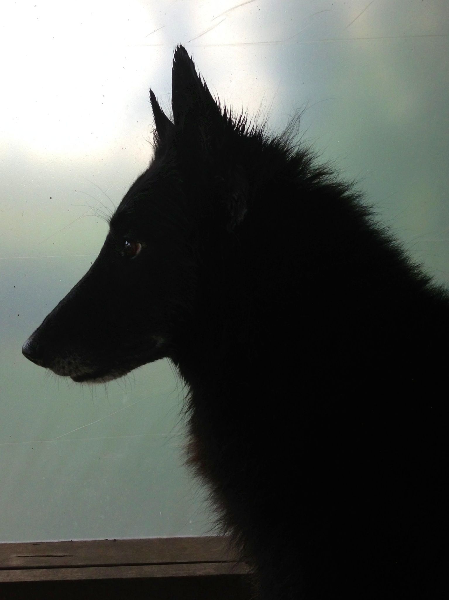 Groenendael Belgian Sheepdog, Black dog, Belgian Shepherd, Elegant breed, 1540x2050 HD Handy