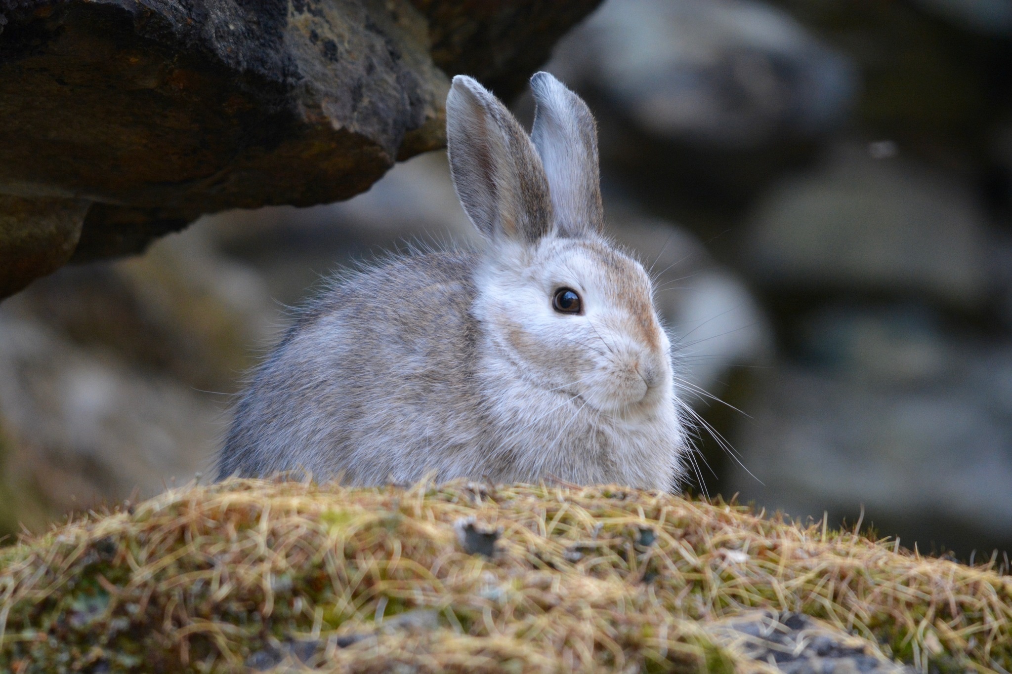 Snowshoe hare species, Lepus americanus, Wildlife observation, Naturalist's delight, 2050x1370 HD Desktop