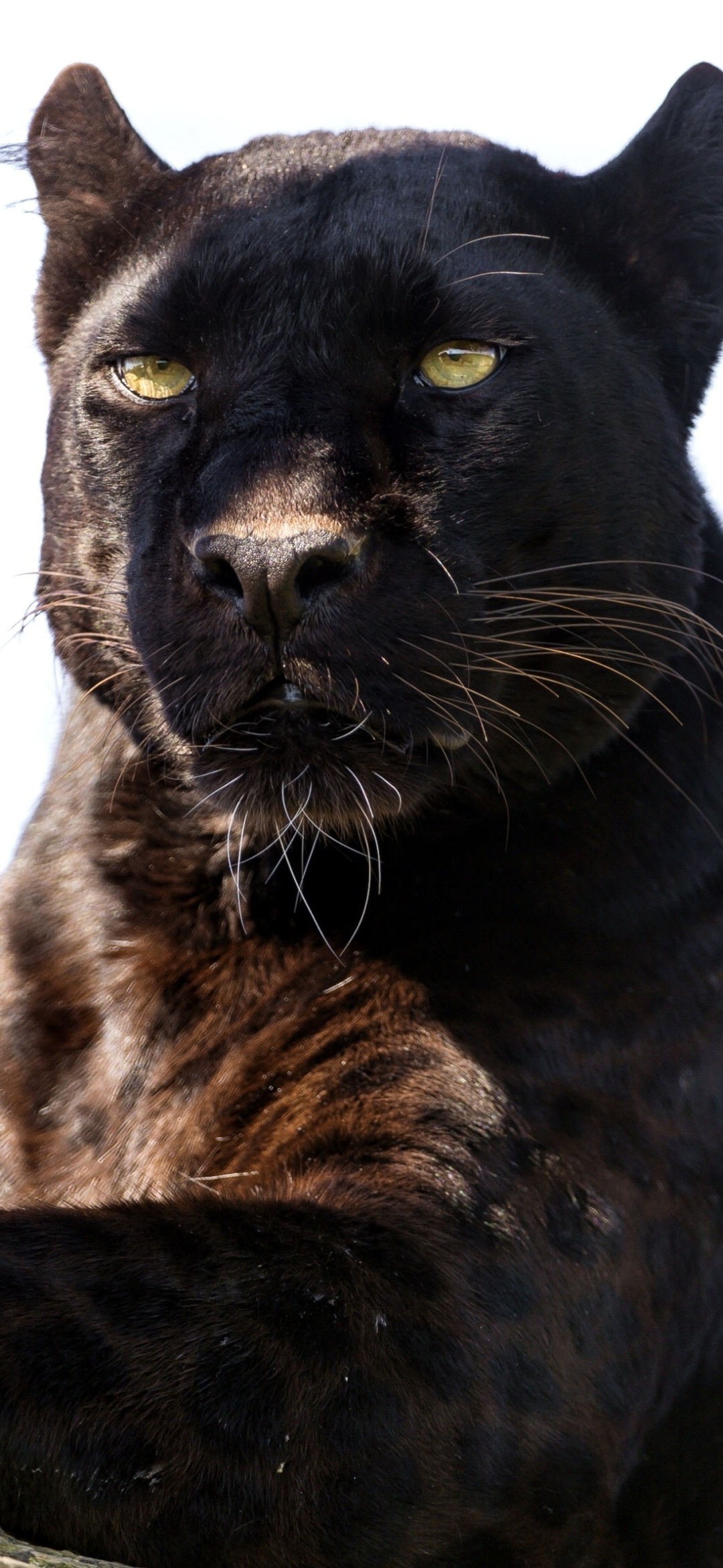 Black Panther (Animal): Leopards, the most common of black panthers, found in many parts of the world. 1080x2340 HD Background.