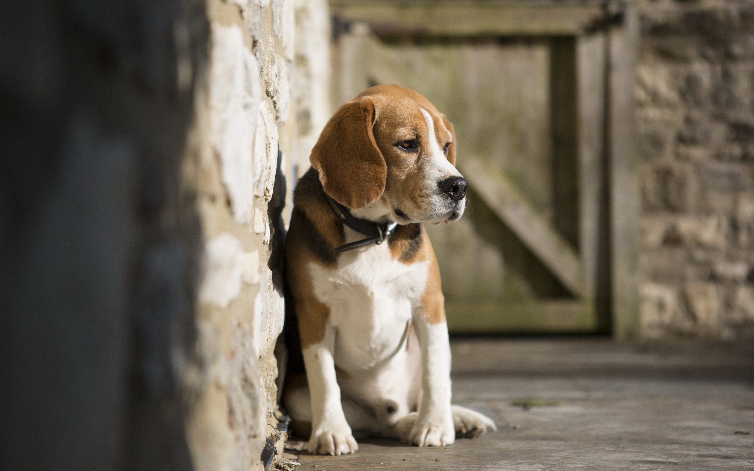 Beagle: The breed ranked 4th most popular in 2012 and 2013 in the United States. 2560x1600 HD Background.