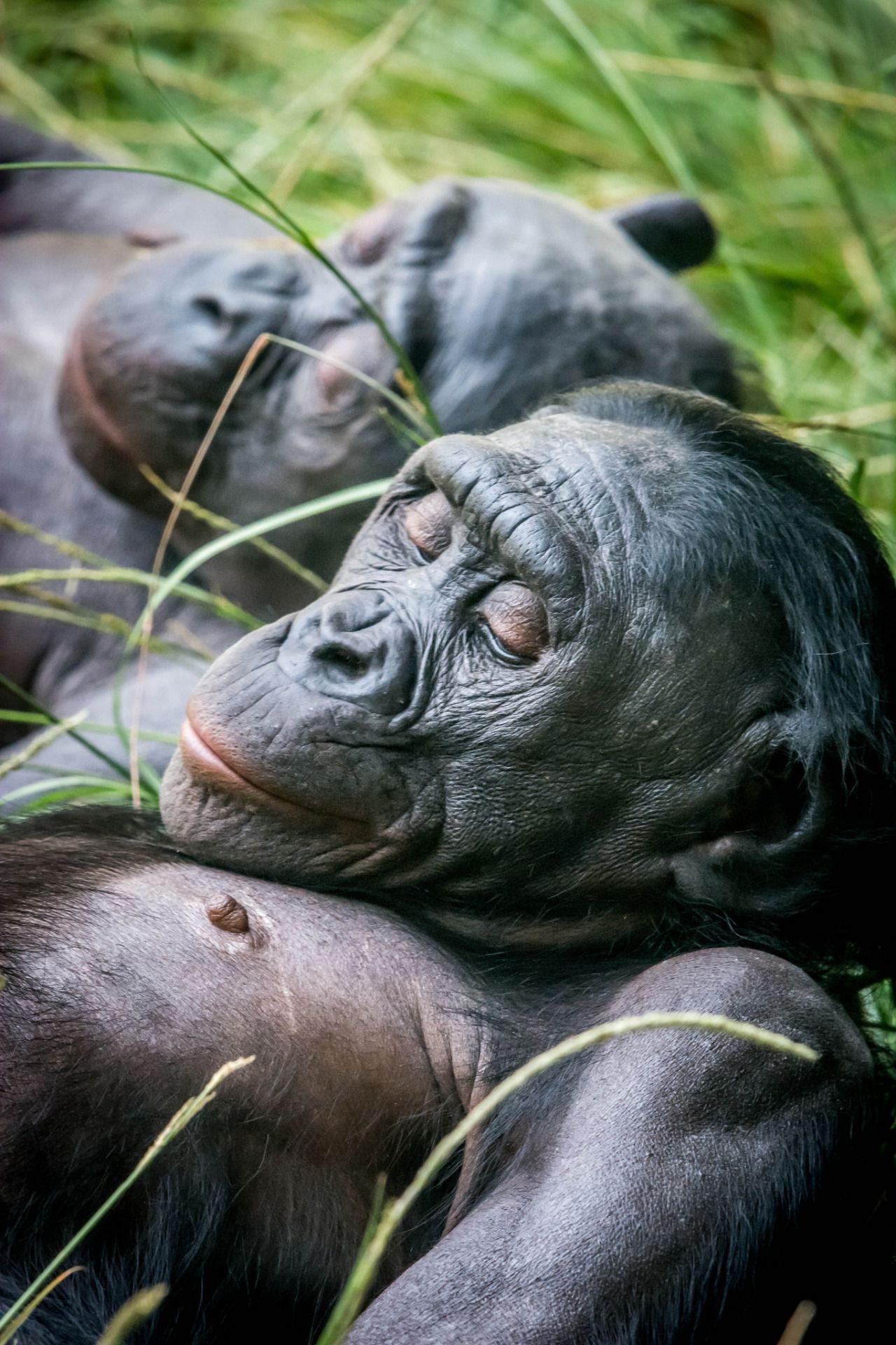 Bonobo, Primates of the animal kingdom, Awe-inspiring bonobo imagery, Capturing monkey moments, 1280x1920 HD Phone