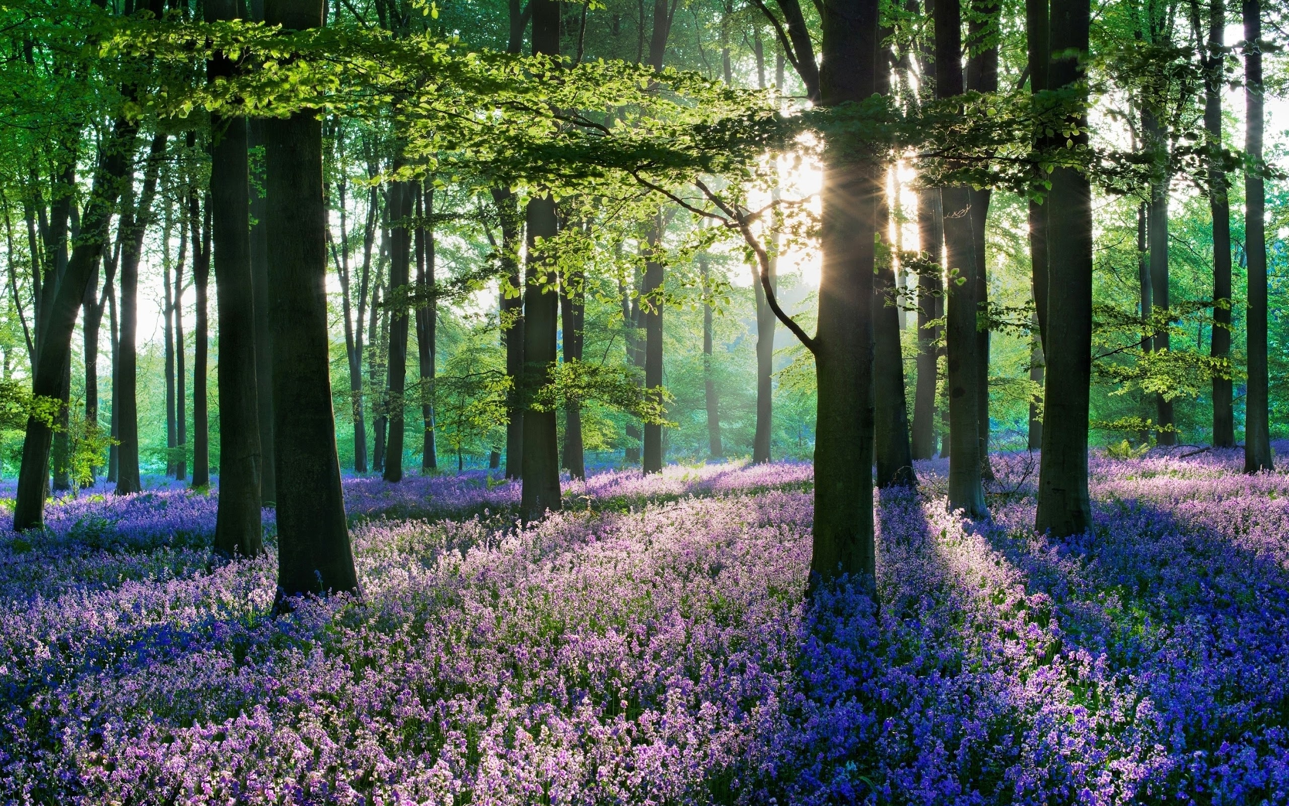 Flower Field: Forest scenery, Nature, Blooming. 2560x1600 HD Wallpaper.