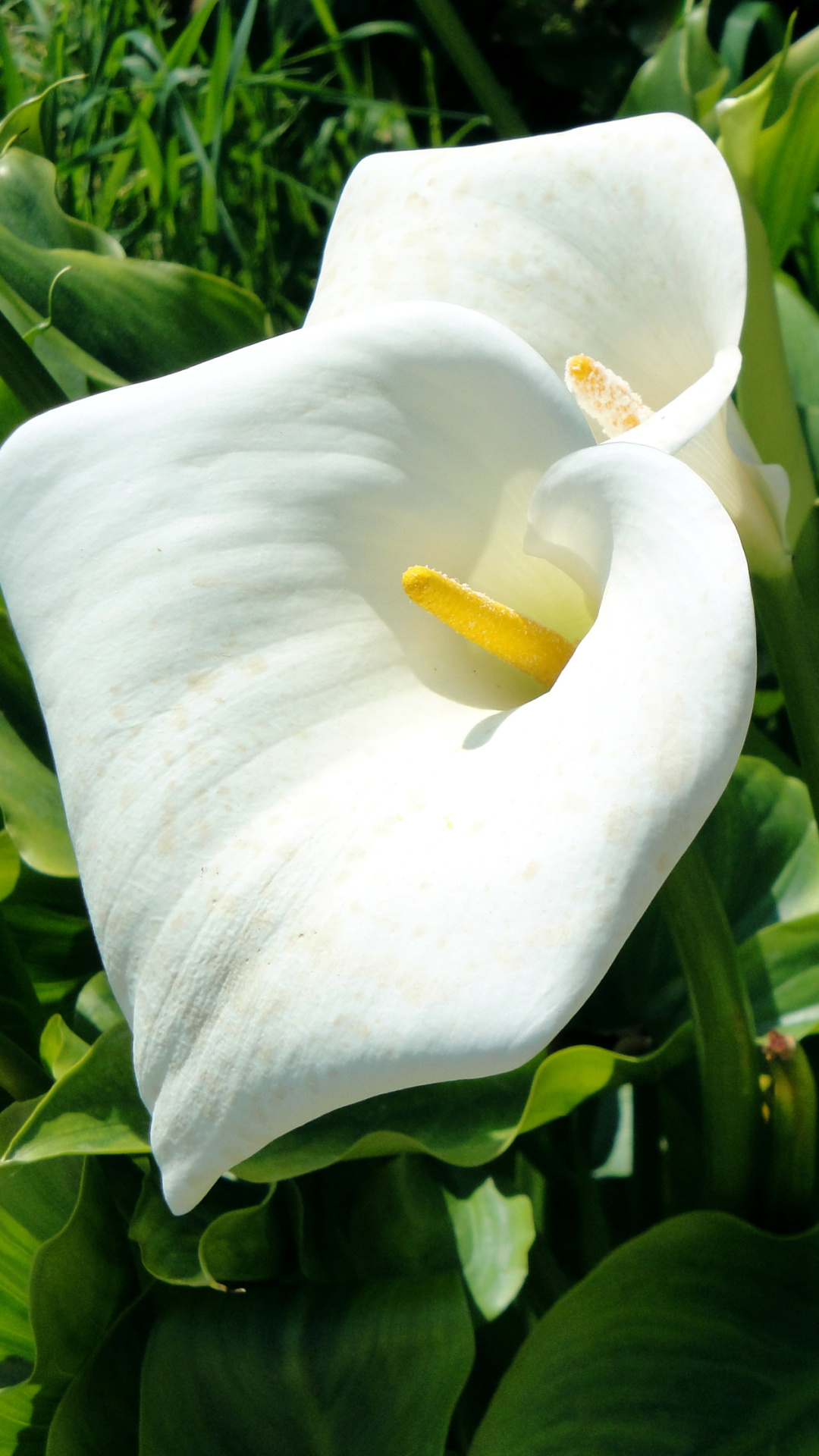 Calla Lily: The plant featured in many of Diego Rivera's works of art. 1080x1920 Full HD Wallpaper.