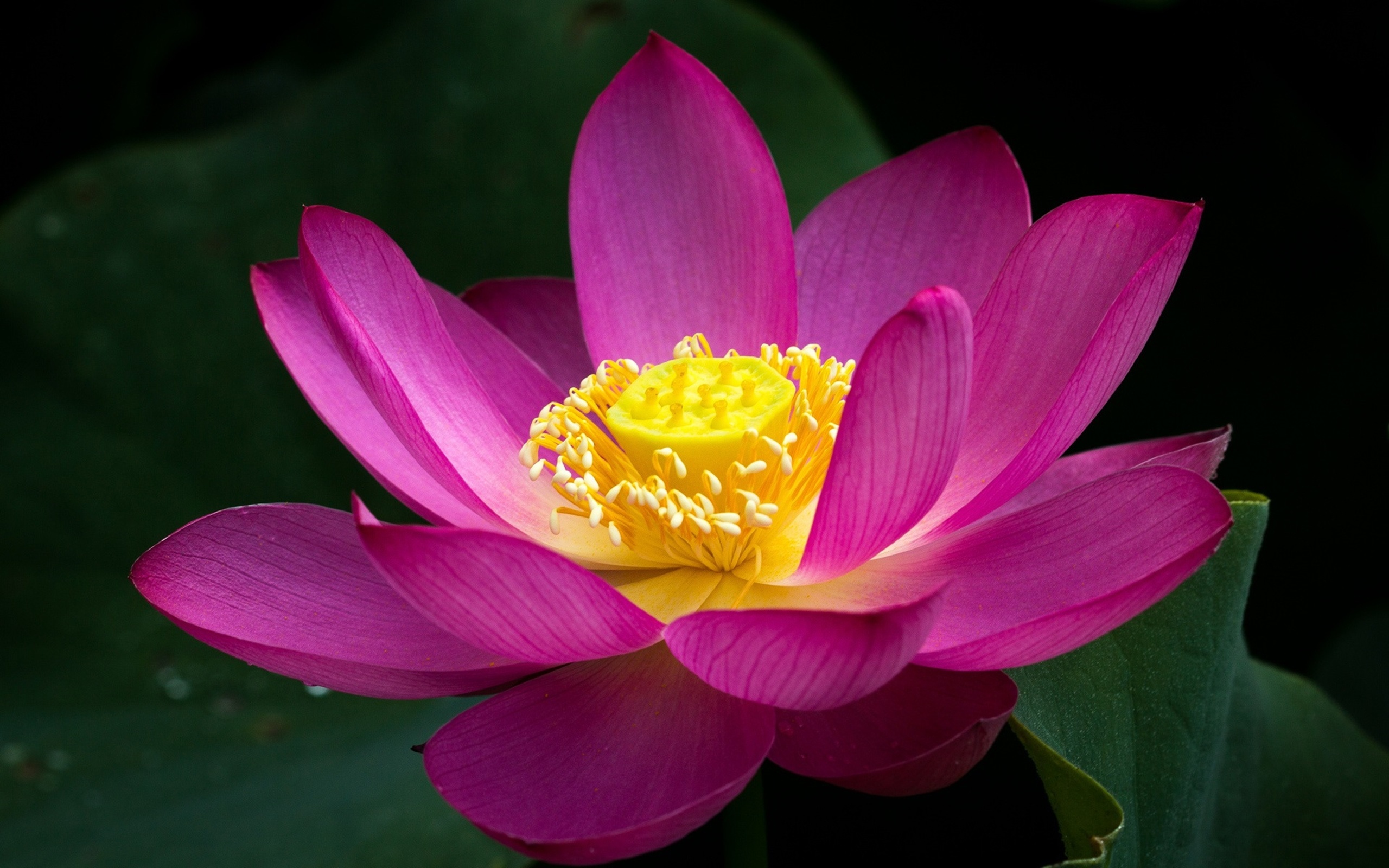 Pink lotus flower, Green nature, 2560x1600 HD Desktop