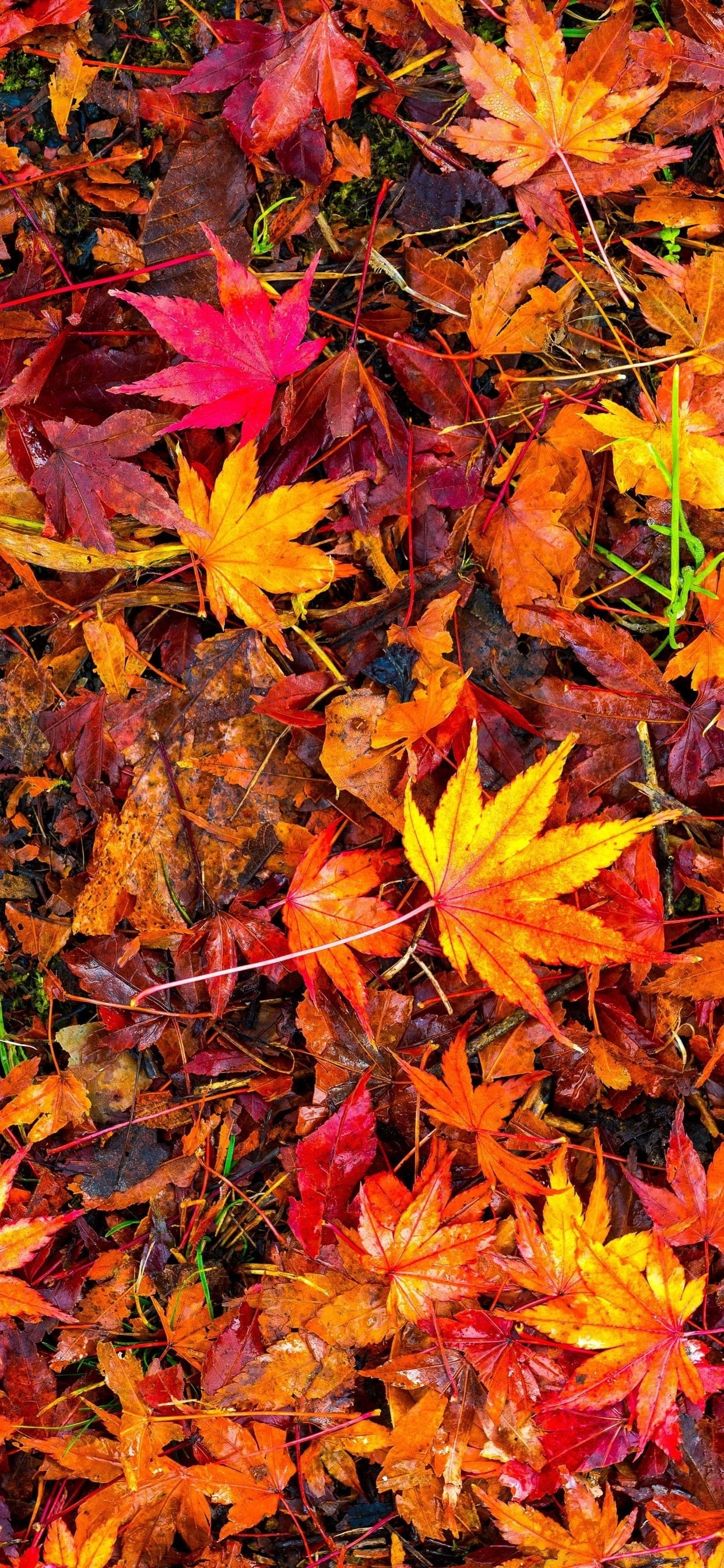 Leaves wallpapers, Nature's beauty, Backgrounds, Wallpaper, 1250x2690 HD Handy