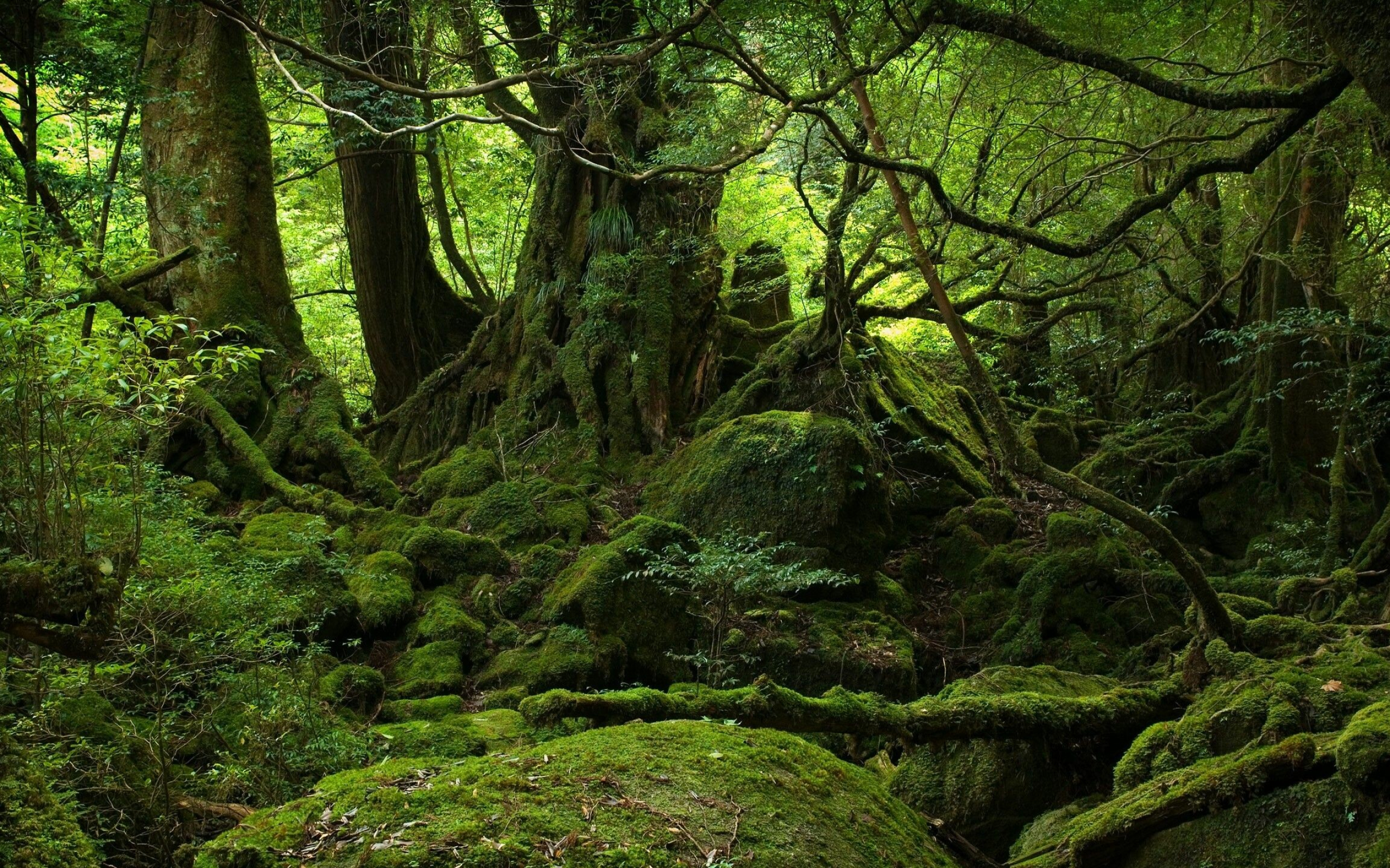 Rainforest: The understory layer lies between the canopy and the forest floor. 2560x1600 HD Wallpaper.