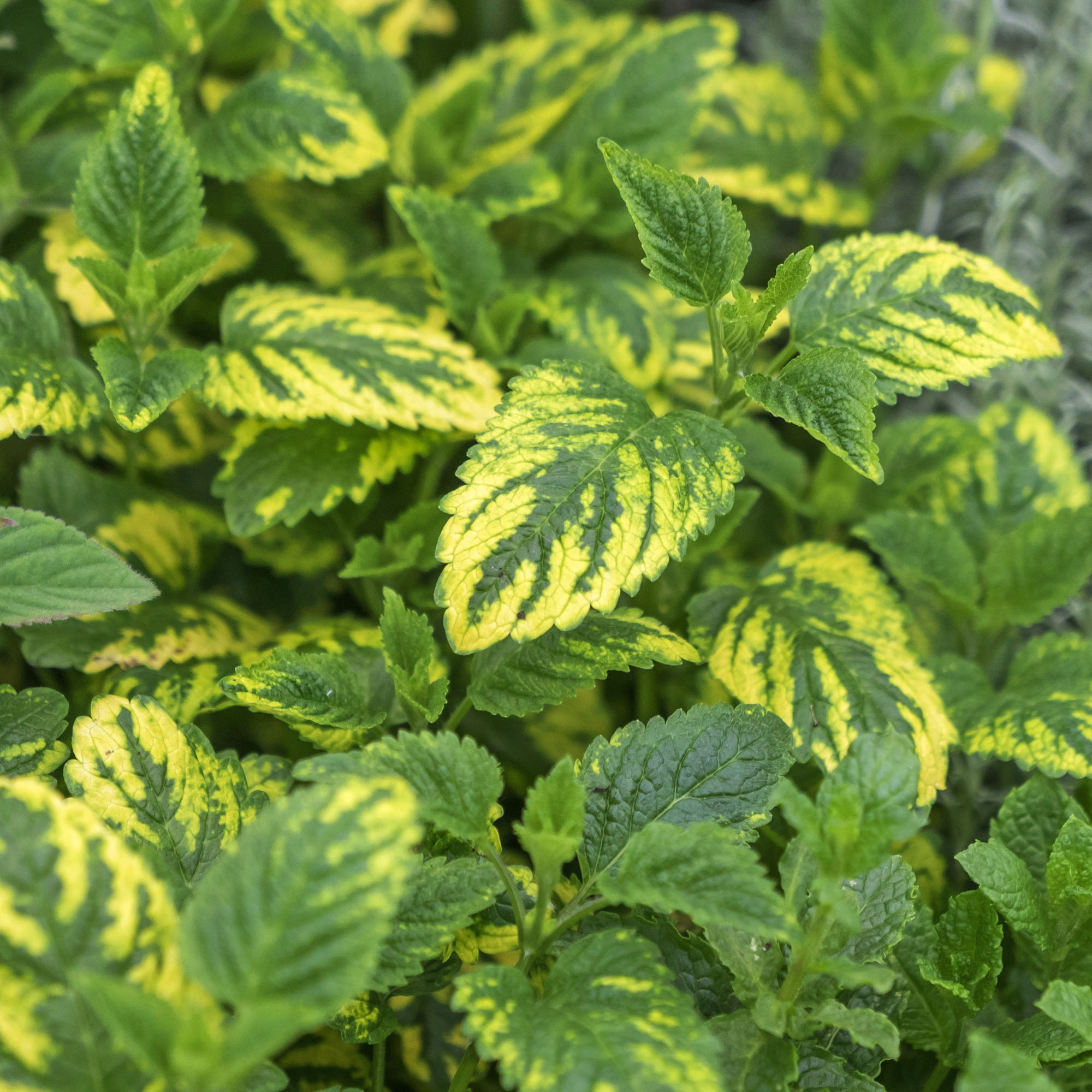 Lemon Balm care, Herbal plant, Harvesting tips, Aromatic leaves, 2000x2000 HD Phone