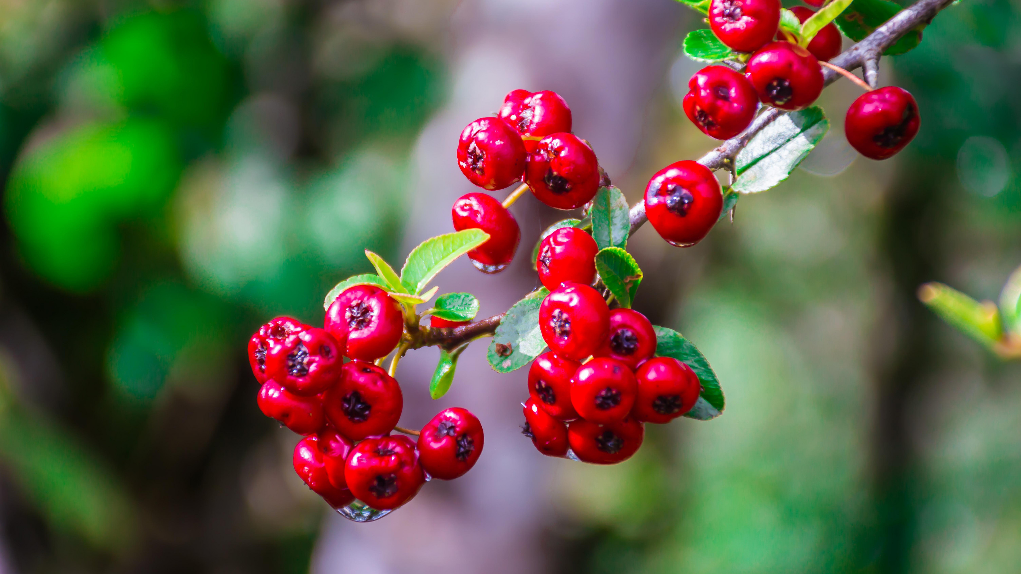 Hawthorn berries, Array of colors, Nature's bounty, Berry wonders, 3560x2000 HD Desktop