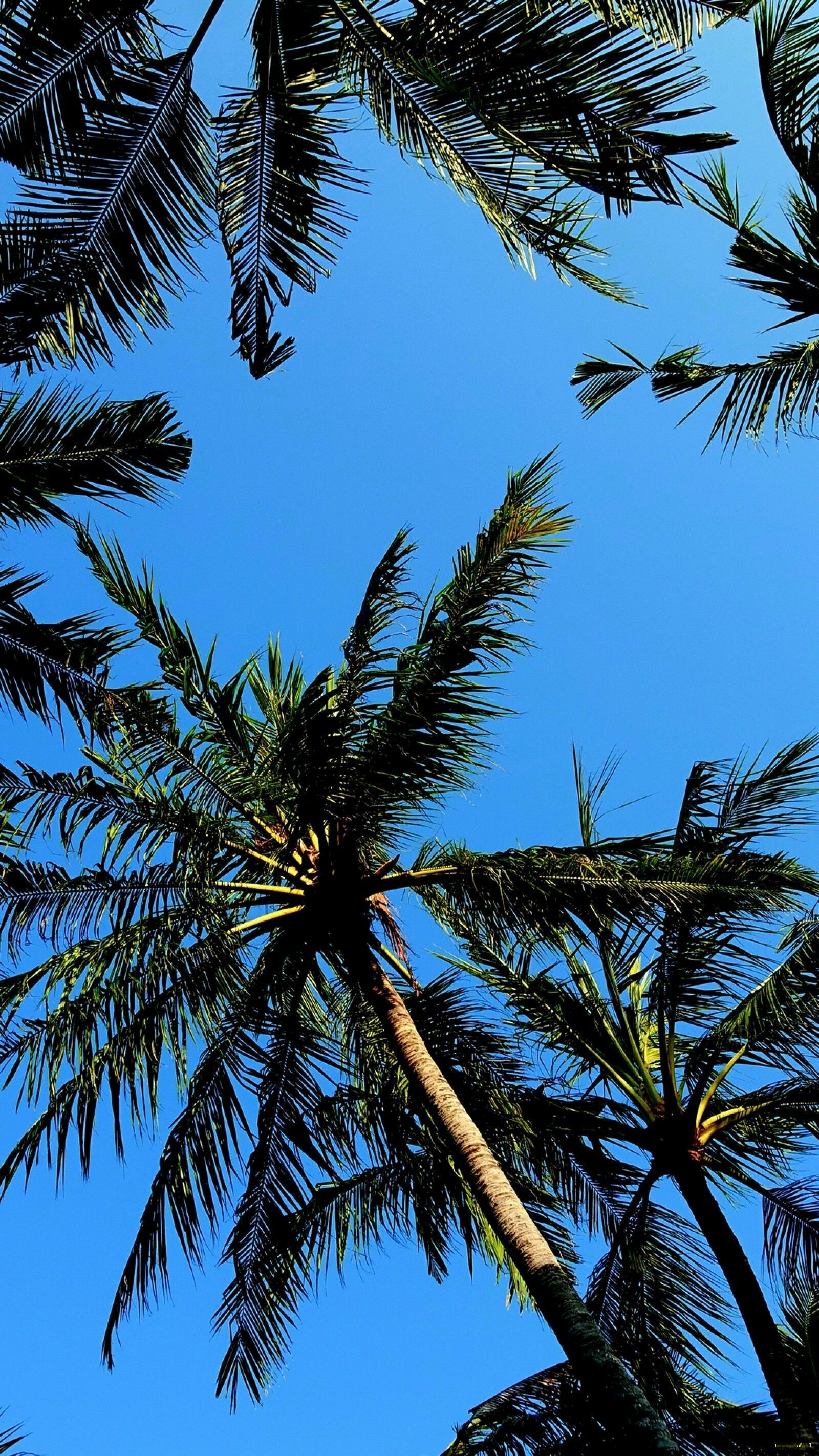 Palm Tree: Trees that are synonymous with tropical beaches, warm sunny climates. 1600x2850 HD Background.
