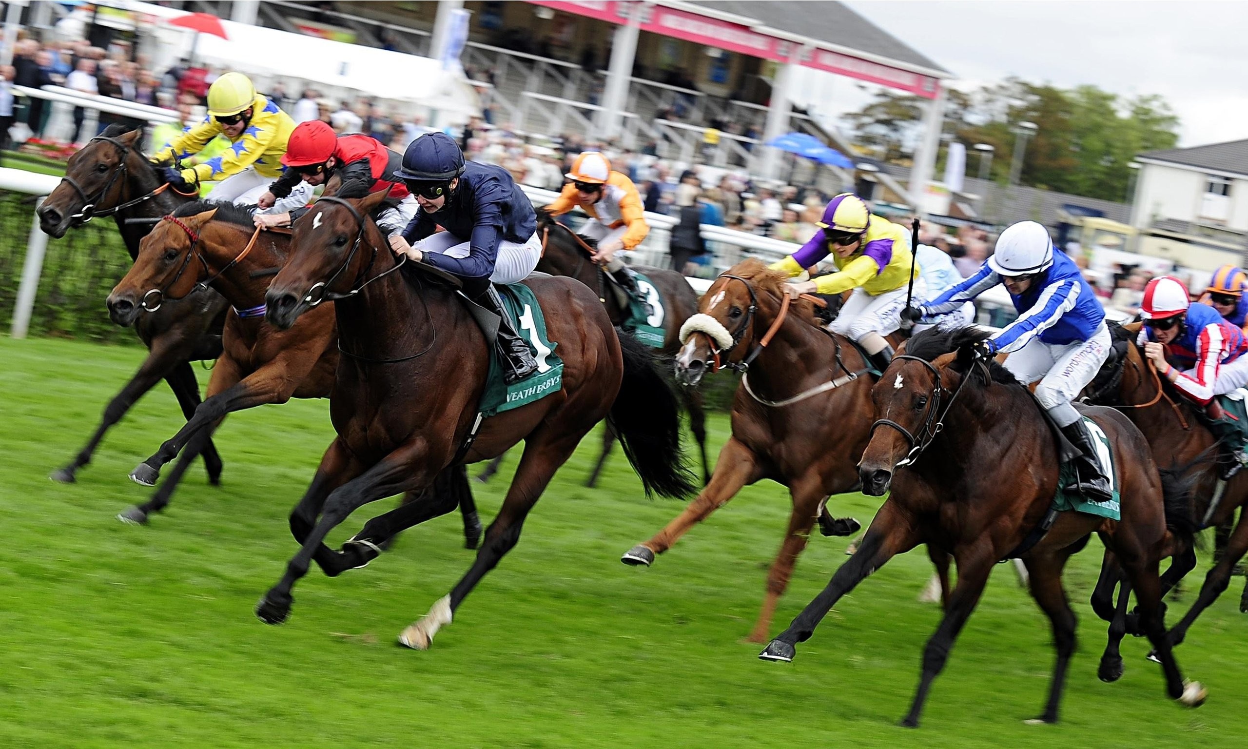 Horse Racing, Speed and elegance, Racecourse thrills, Equine excellence, 2560x1540 HD Desktop