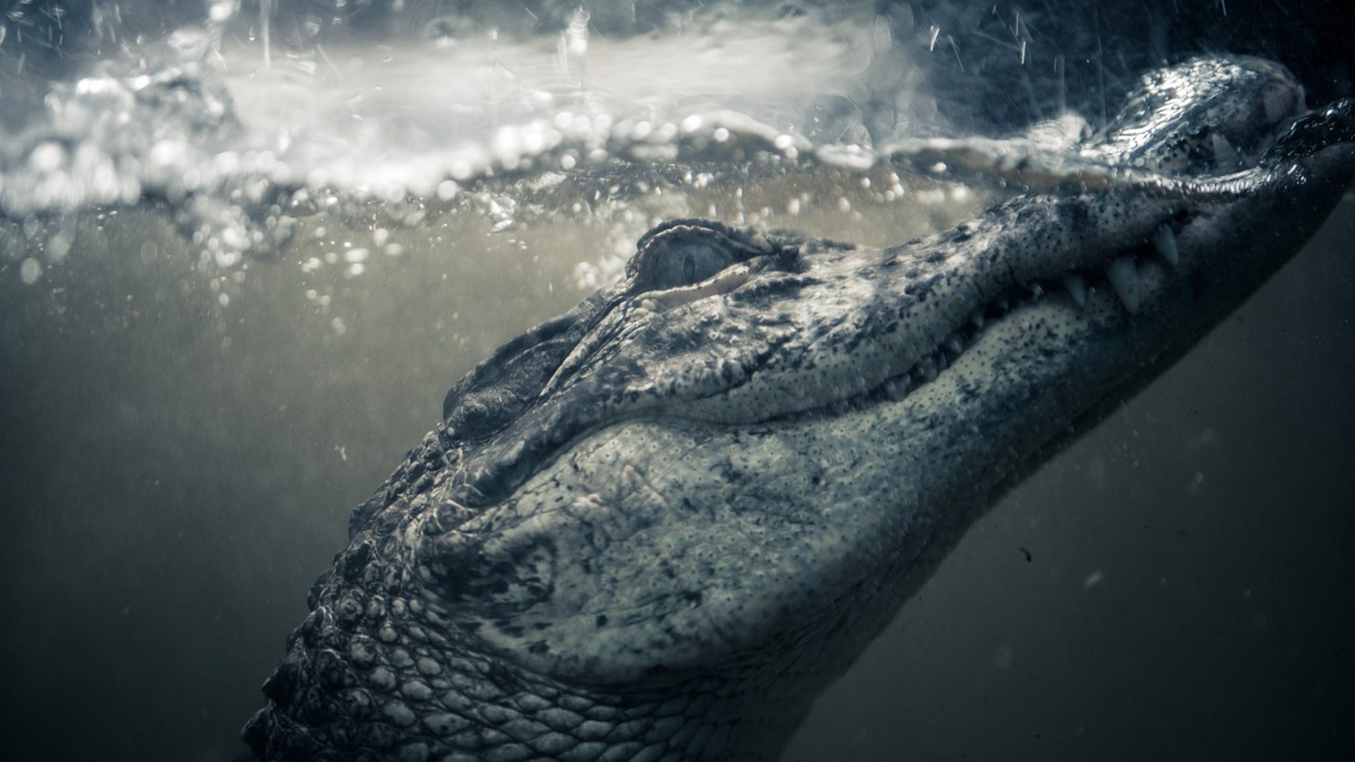 Crocodile: The big croc species found across Africa, Predator. 1920x1080 Full HD Wallpaper.