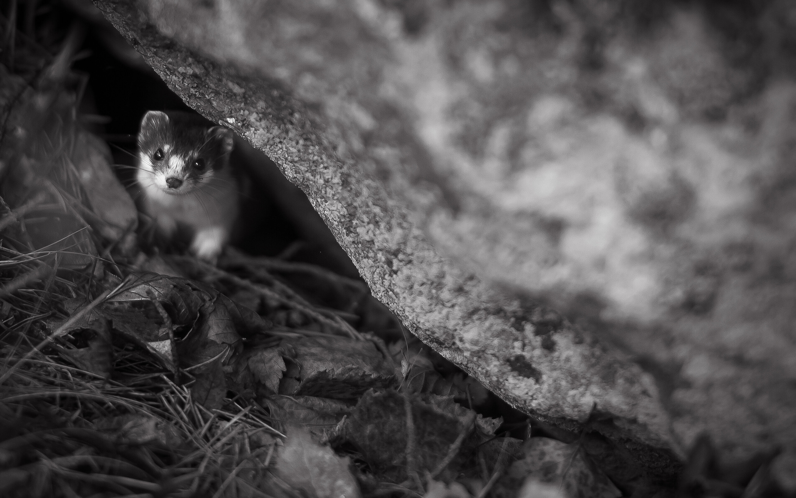 Ferret: An animal, The Mustelidae family, Monochrome. 2560x1600 HD Background.