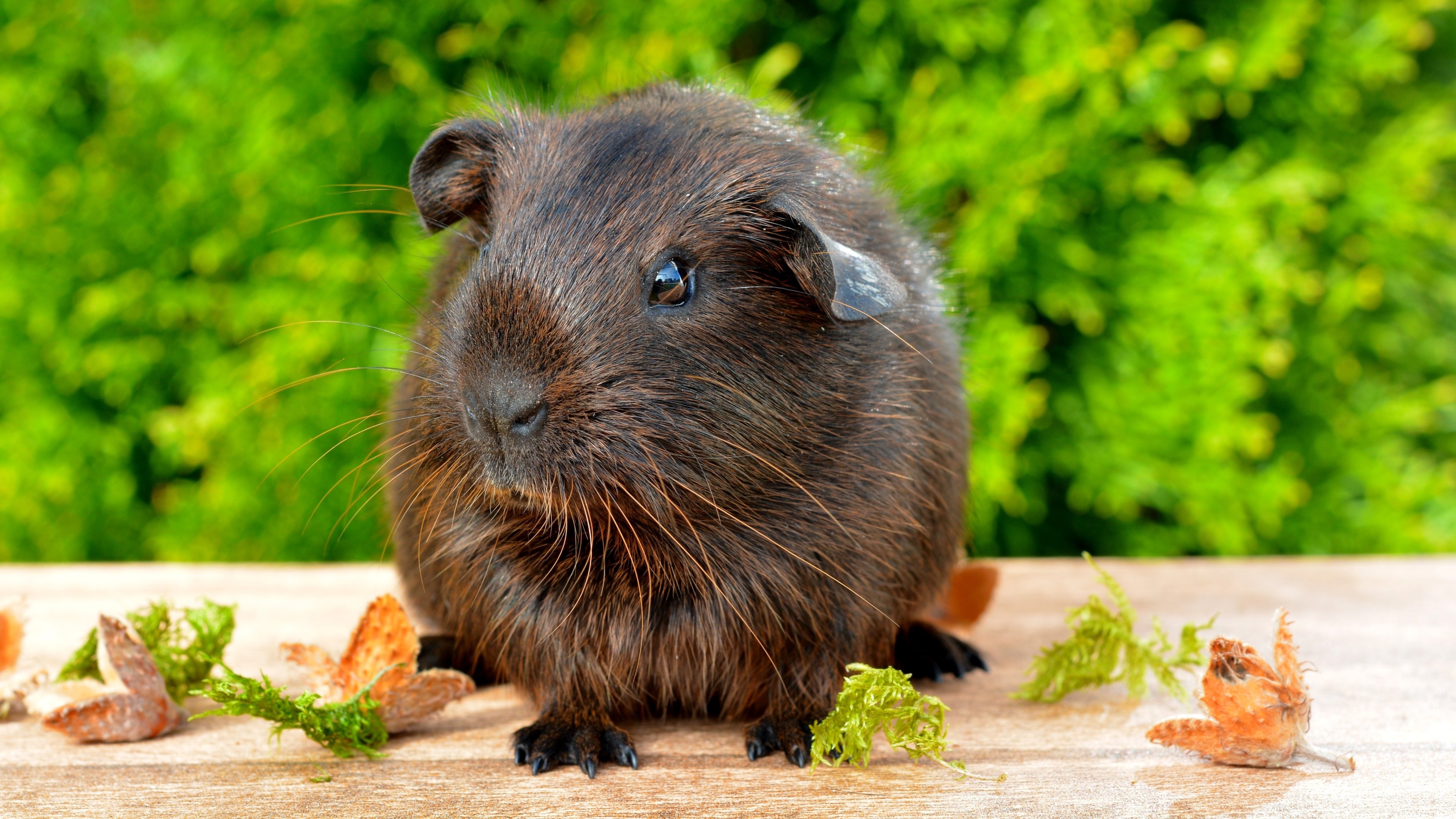 Guinea Pig, HD wallpapers, Adorable companions, Cute rodents, 3840x2160 4K Desktop