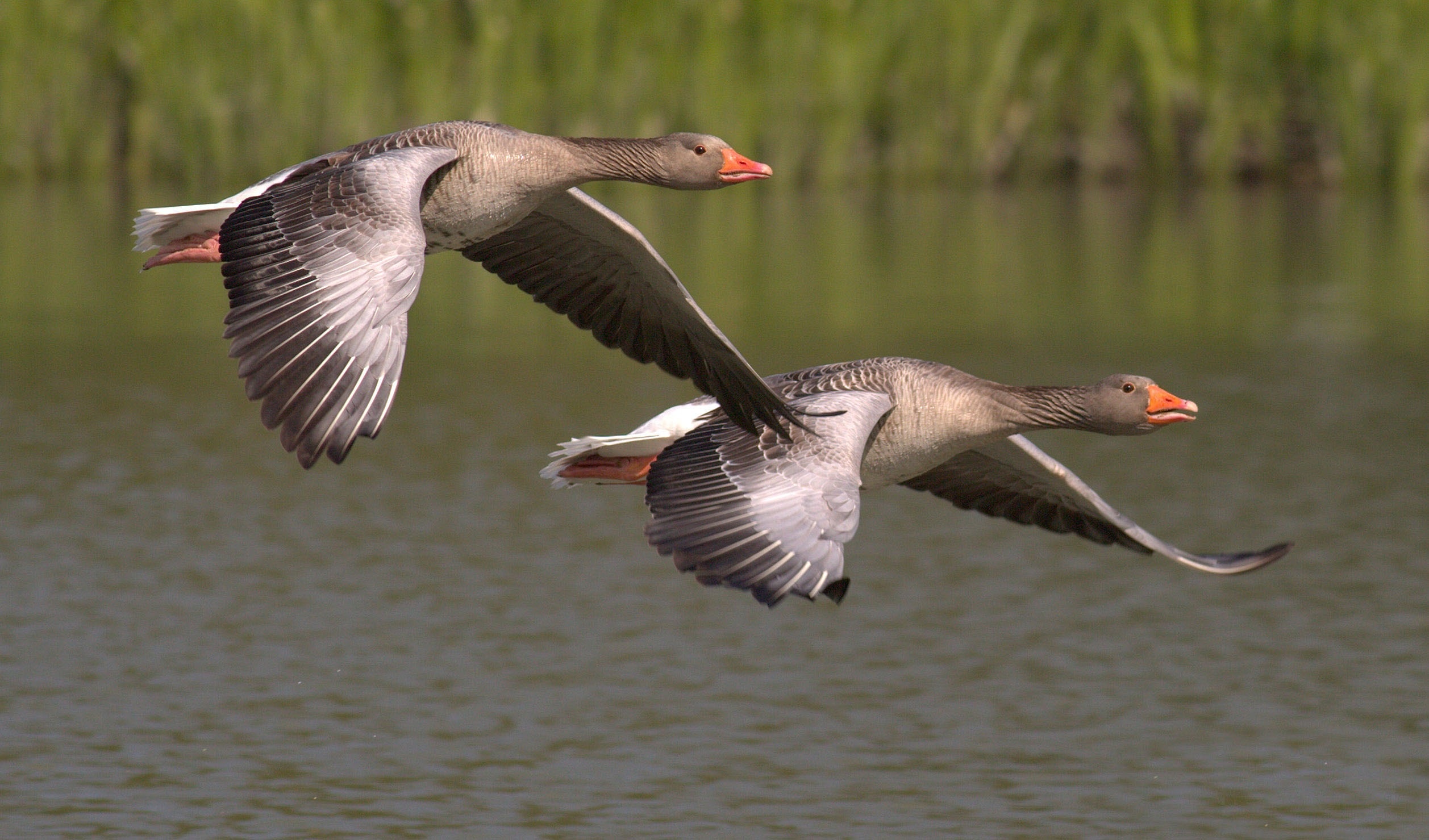 Graceful geese, Majestic birds, Natural beauty, Pexels stock photos, 2520x1480 HD Desktop